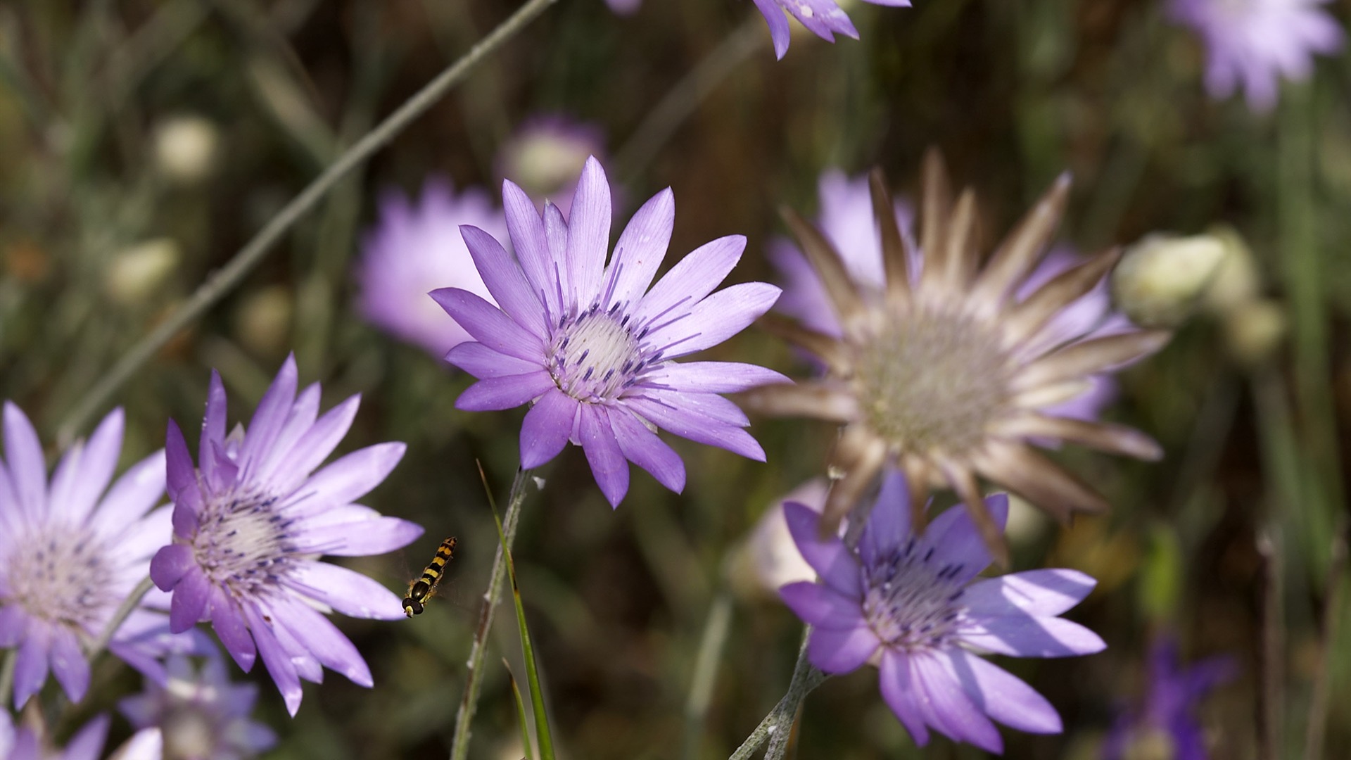 Large Flower Feature Wallpaper (4) #5 - 1920x1080