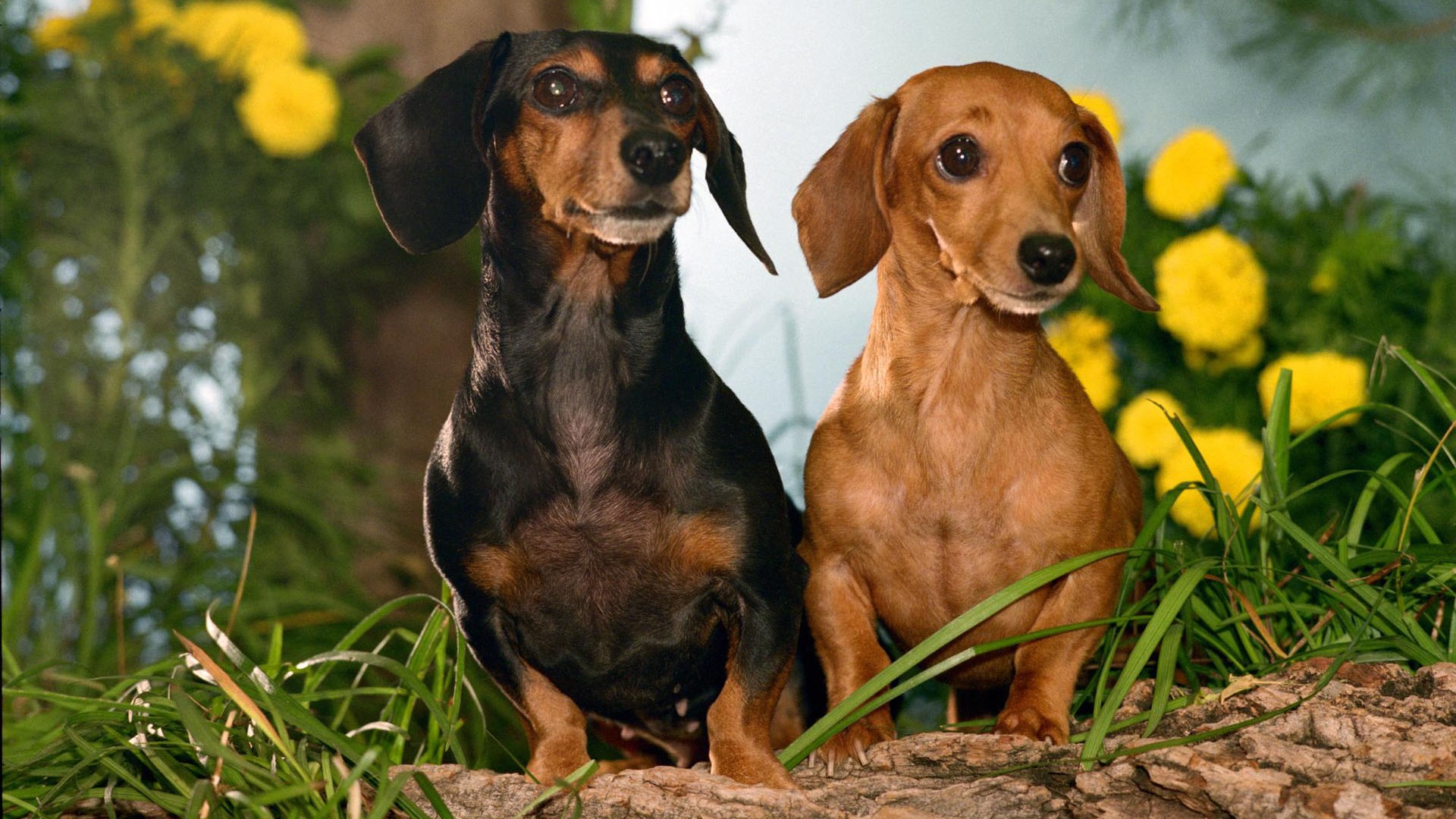 Puppy Foto HD Tapety na plochu (2) #13 - 1920x1080