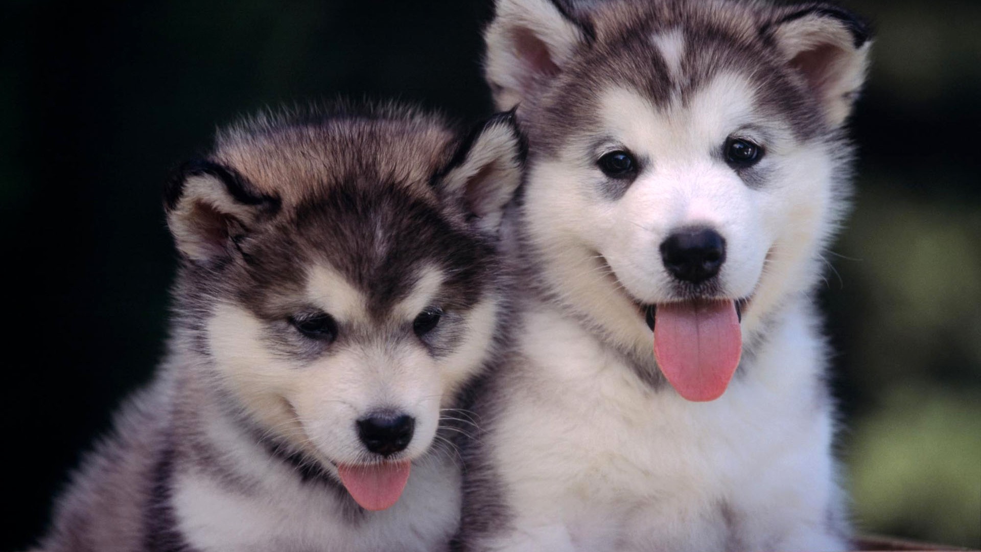 Puppy Photo HD wallpapers (2) #20 - 1920x1080