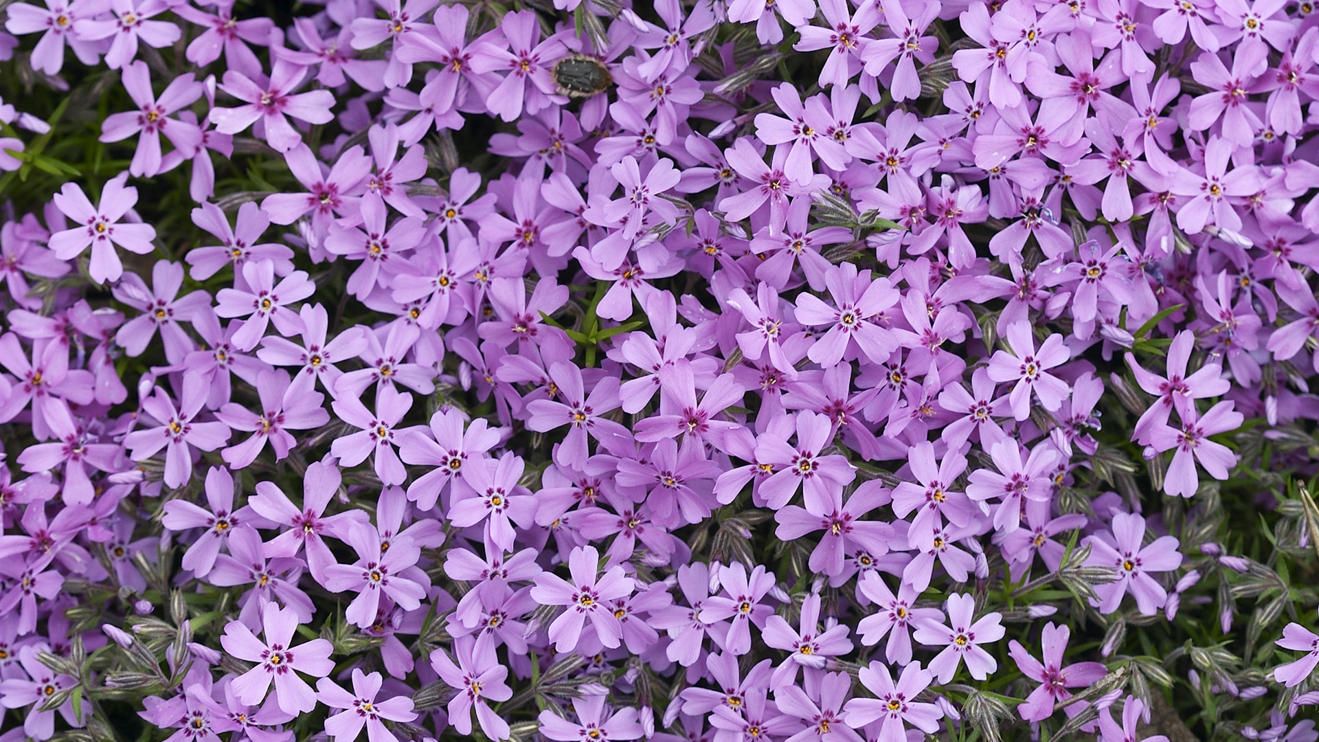 超大鲜花特写 壁纸(五)6 - 1920x1080