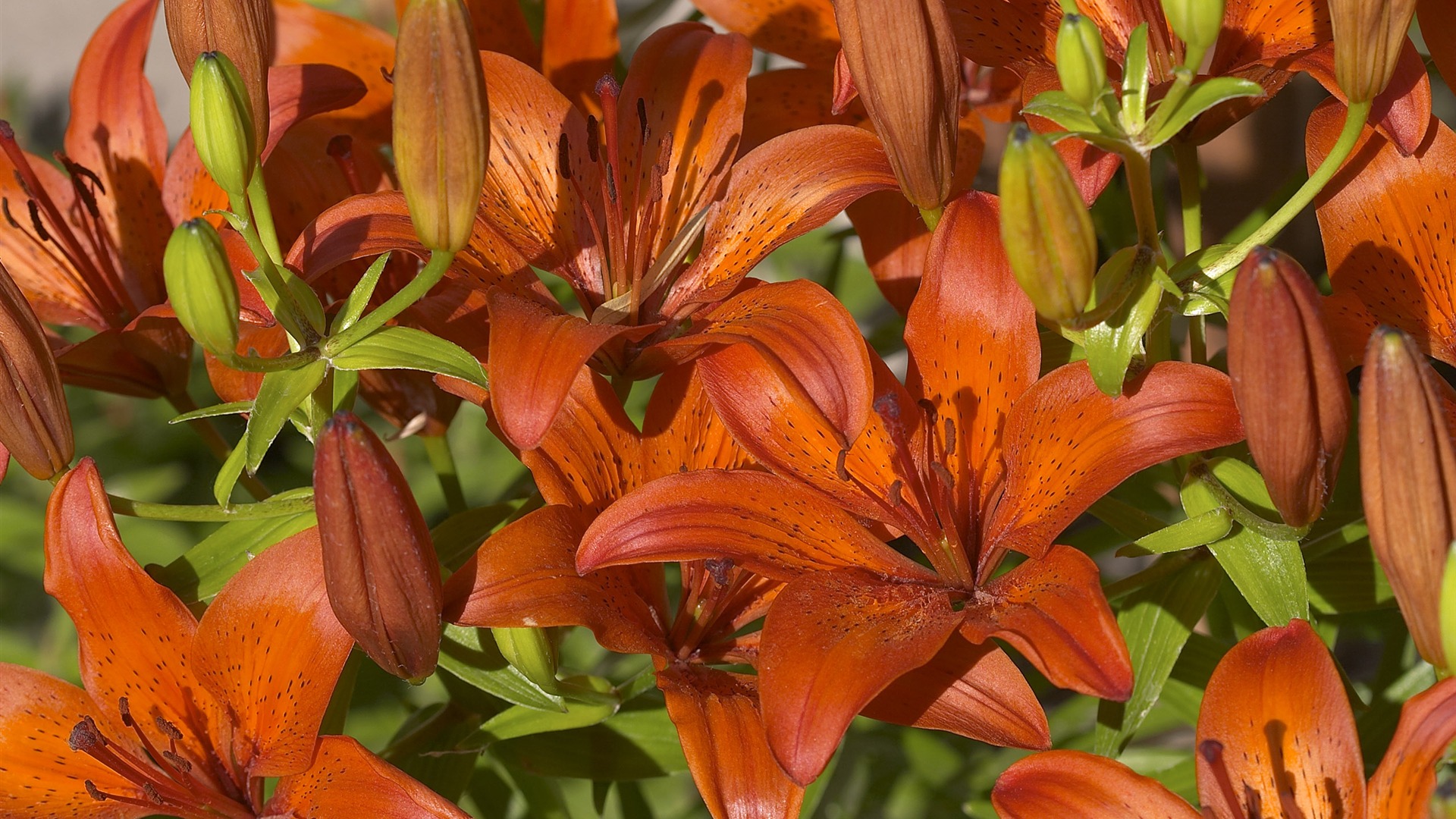 超大鲜花特写 壁纸(五)7 - 1920x1080