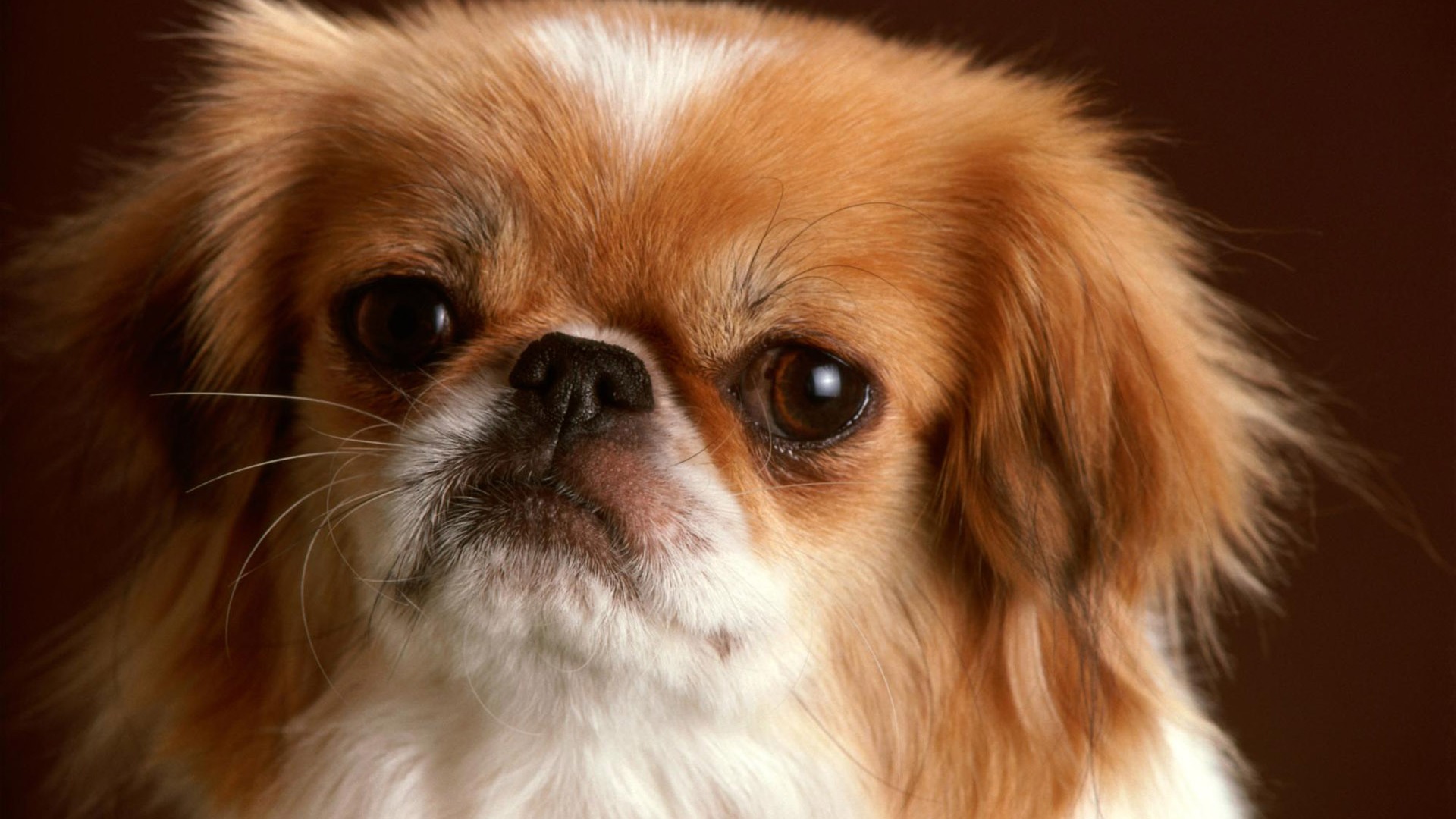 Puppy Photo HD wallpapers (3) #12 - 1920x1080
