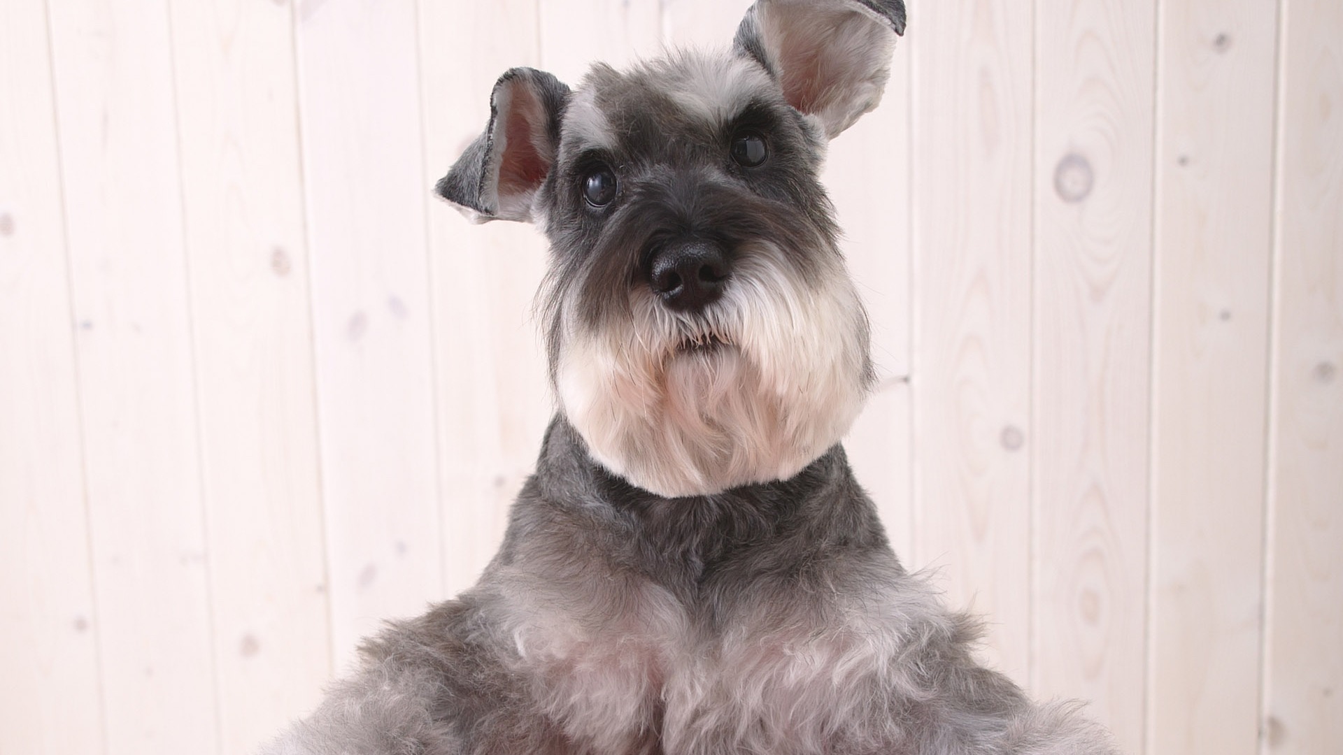 Puppy Foto HD Tapety na plochu (4) #12 - 1920x1080