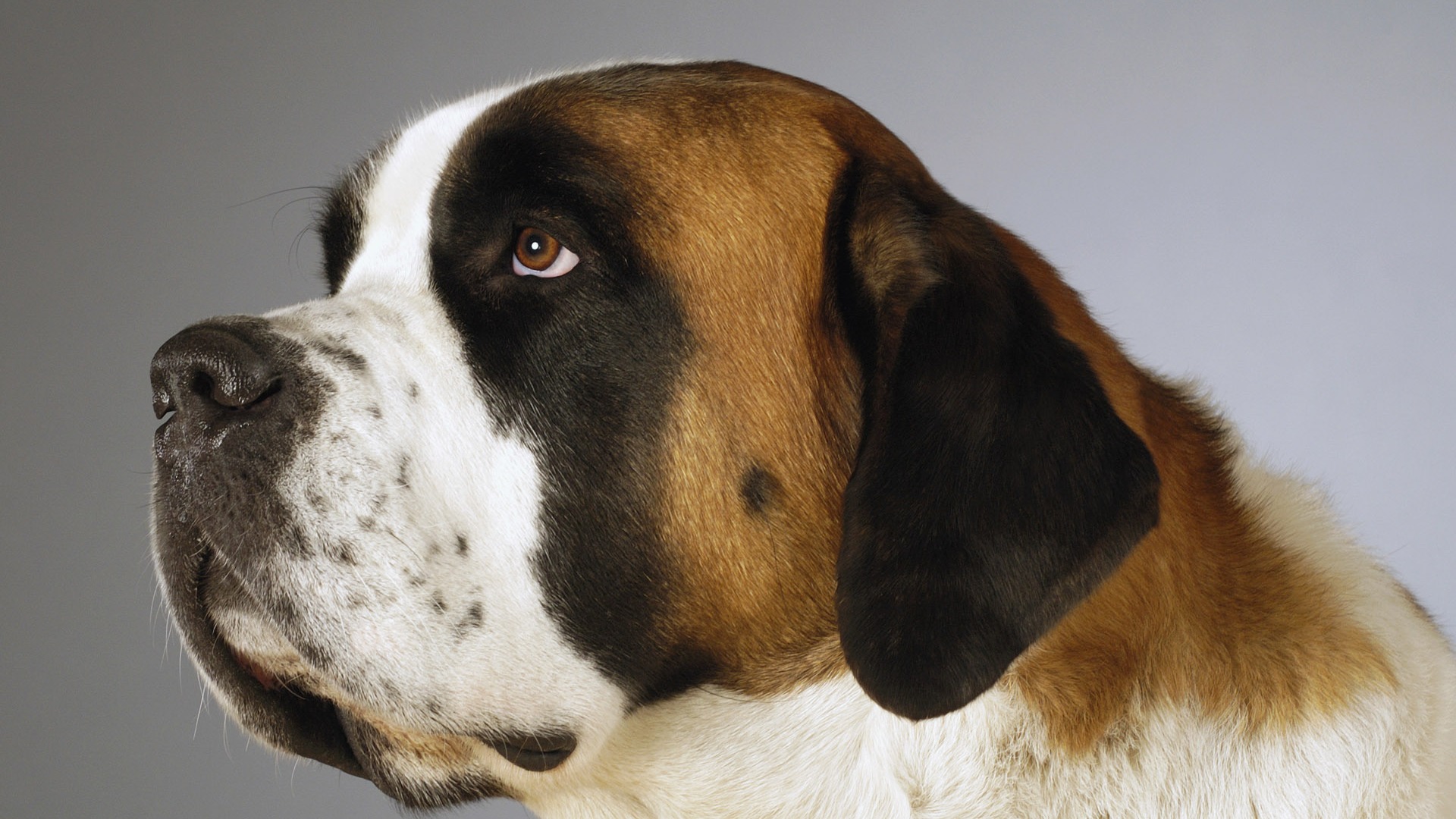 Puppy Photo HD wallpapers (6) #4 - 1920x1080