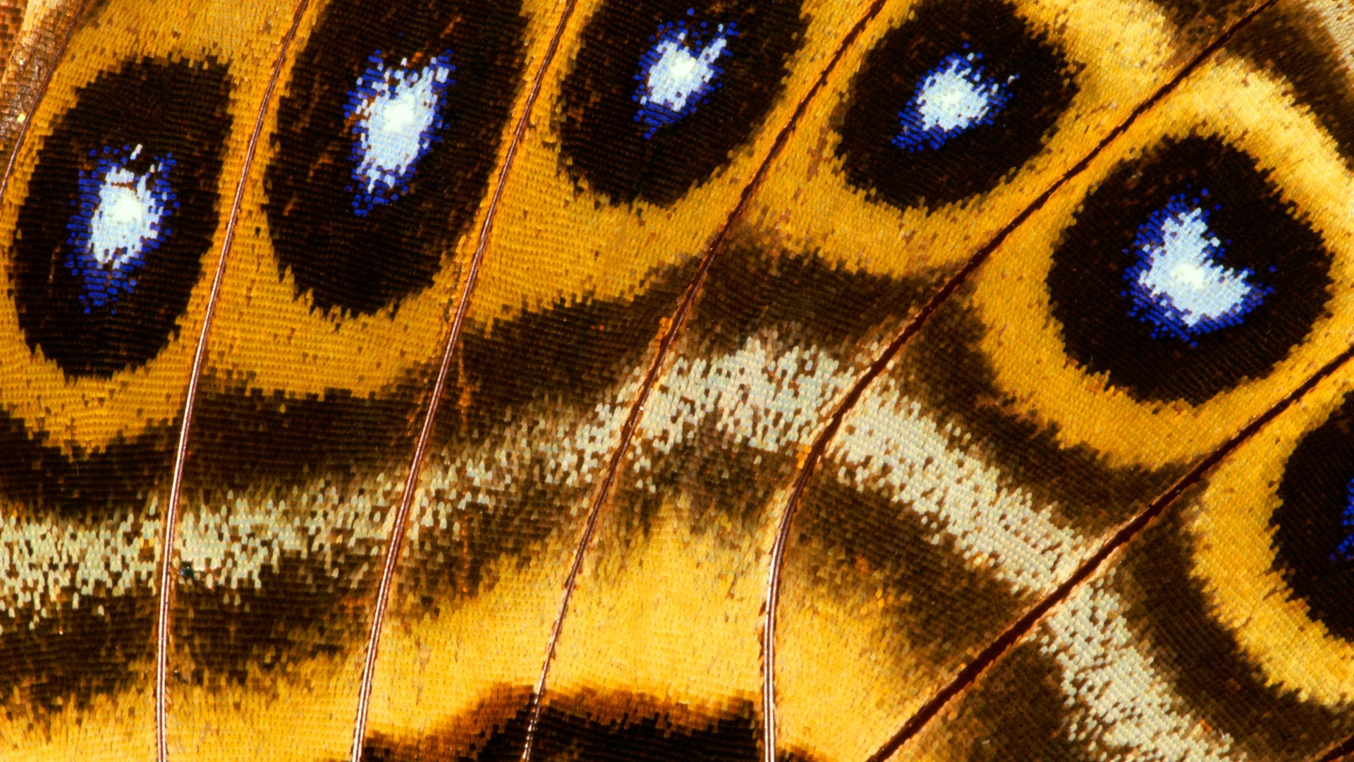 barevné peří křídla close-up tapety (1) #12 - 1920x1080