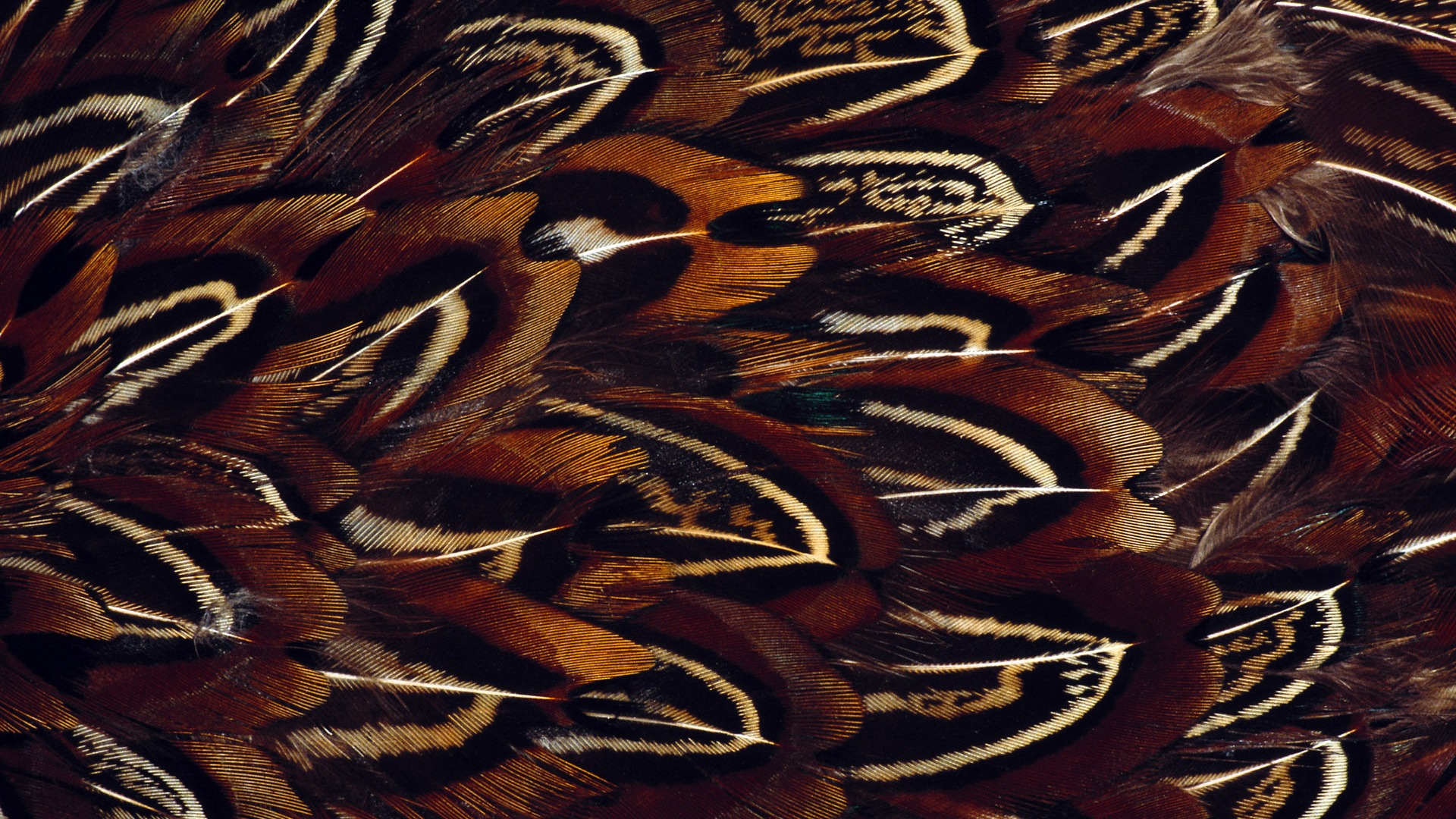 Colorful feather wings close-up wallpaper (1) #13 - 1920x1080