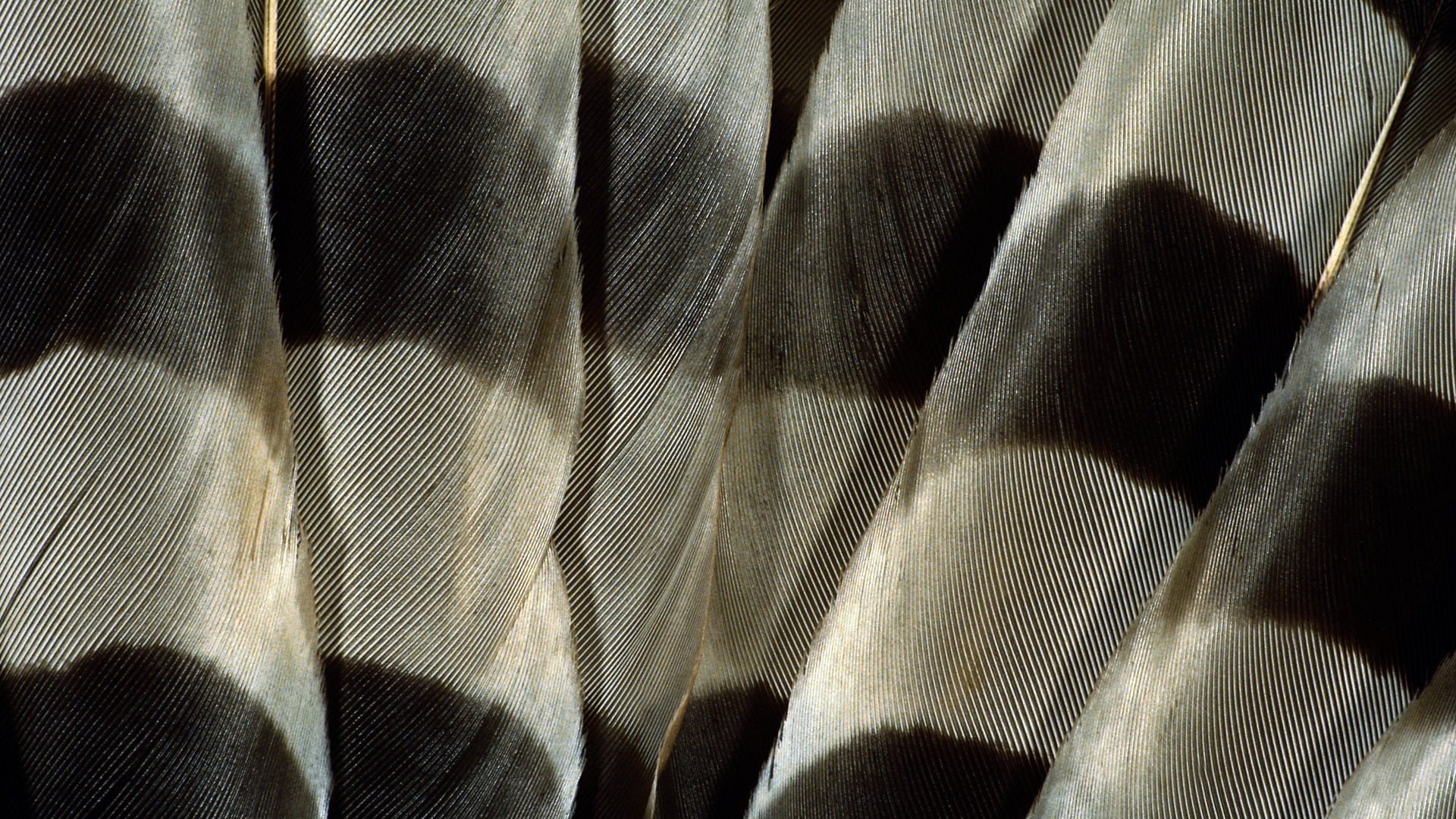 barevné peří křídla close-up tapety (1) #17 - 1920x1080