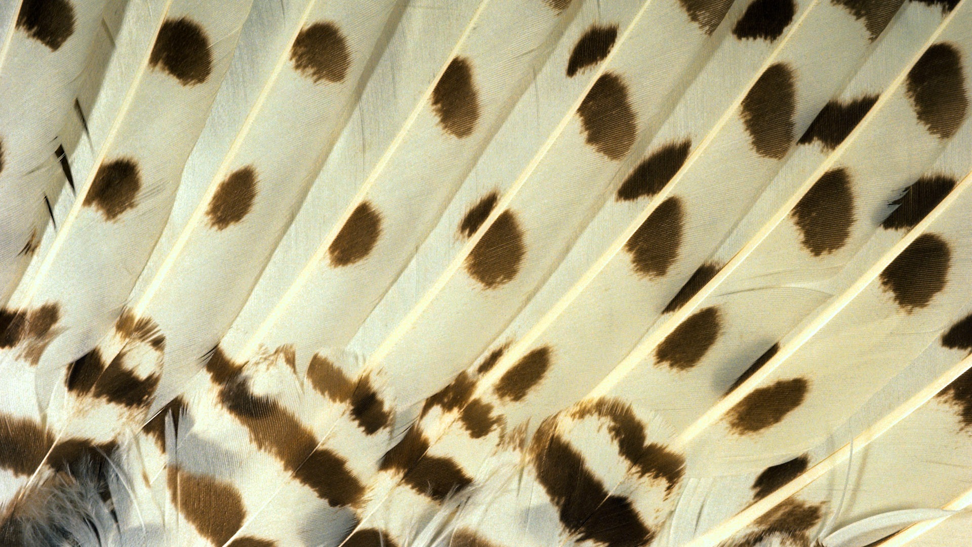 barevné peří křídla close-up tapety (1) #18 - 1920x1080