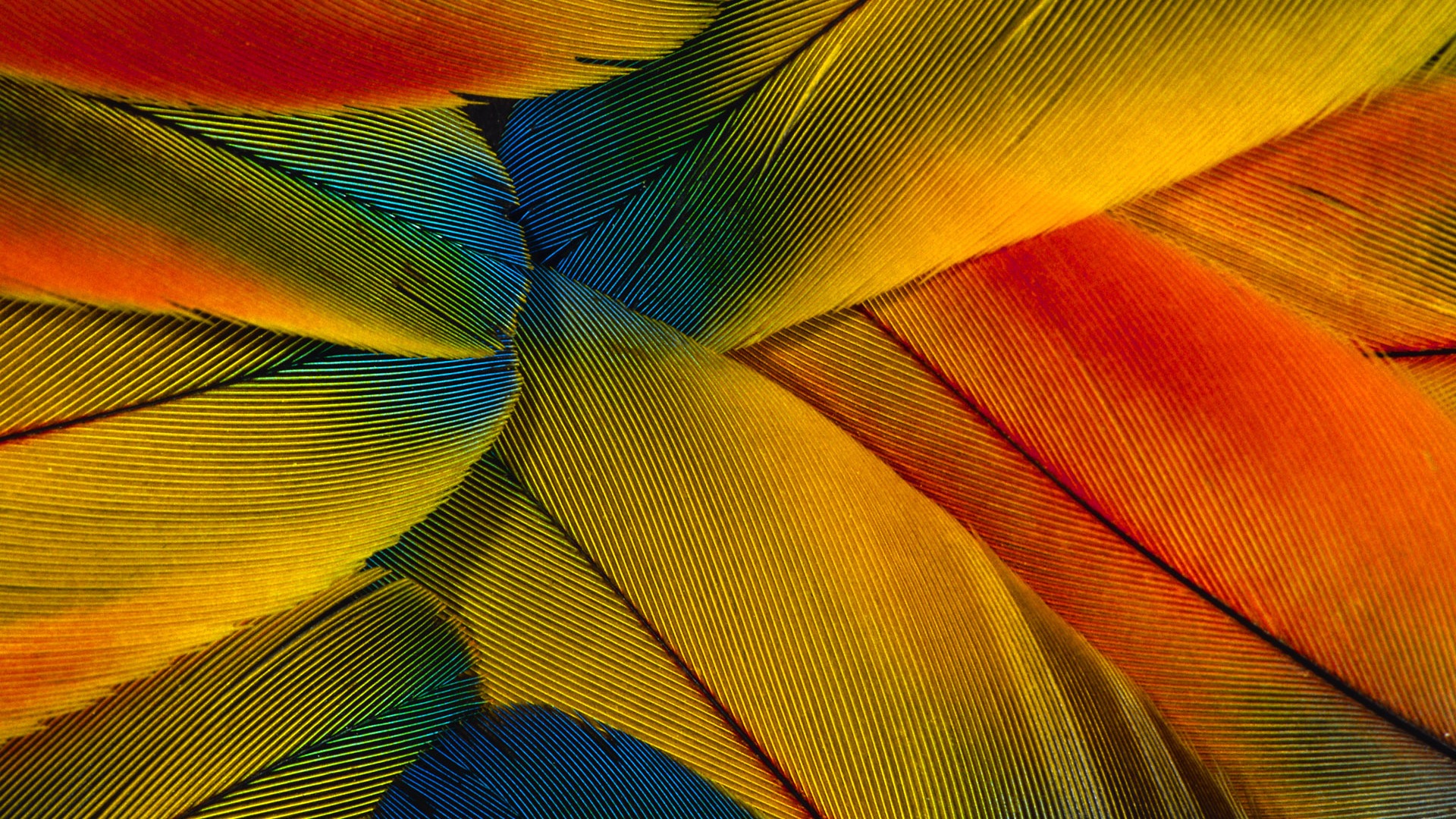 barevné peří křídla close-up tapety (1) #19 - 1920x1080