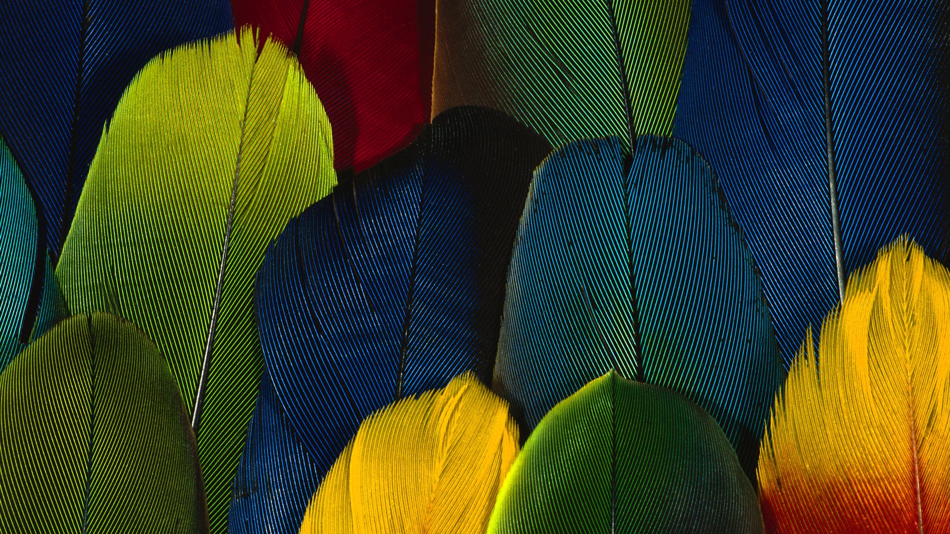 barevné peří křídla close-up tapety (1) #20 - 1920x1080