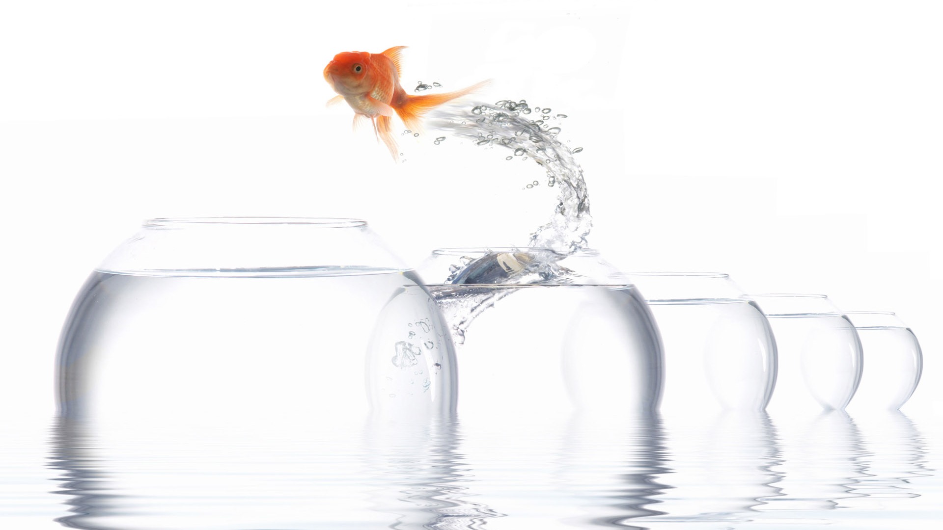 Jumping goldfish wallpaper #5 - 1920x1080