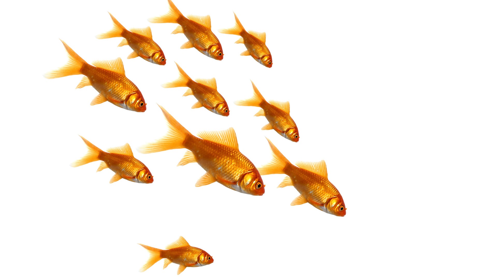 Jumping goldfish wallpaper #8 - 1920x1080