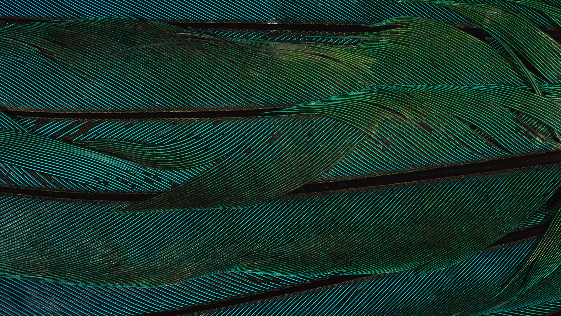 ailes de plumes colorées wallpaper close-up (2) #10 - 1920x1080