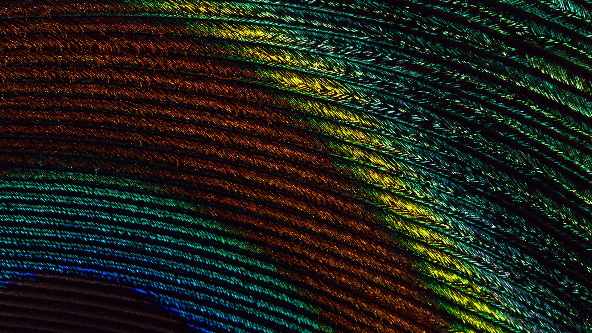 Colorful feather wings close-up wallpaper (2) #13 - 1920x1080