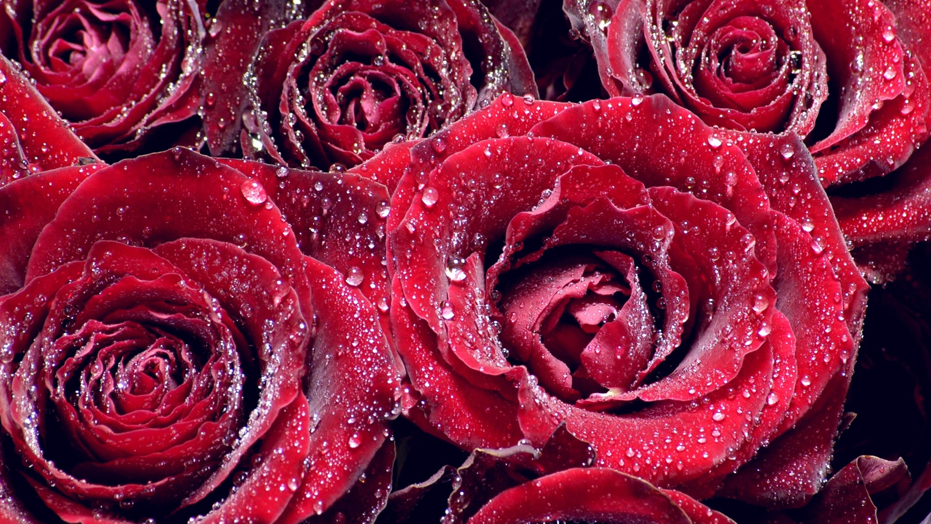 Large Rose Photo Wallpaper (3) #19 - 1920x1080