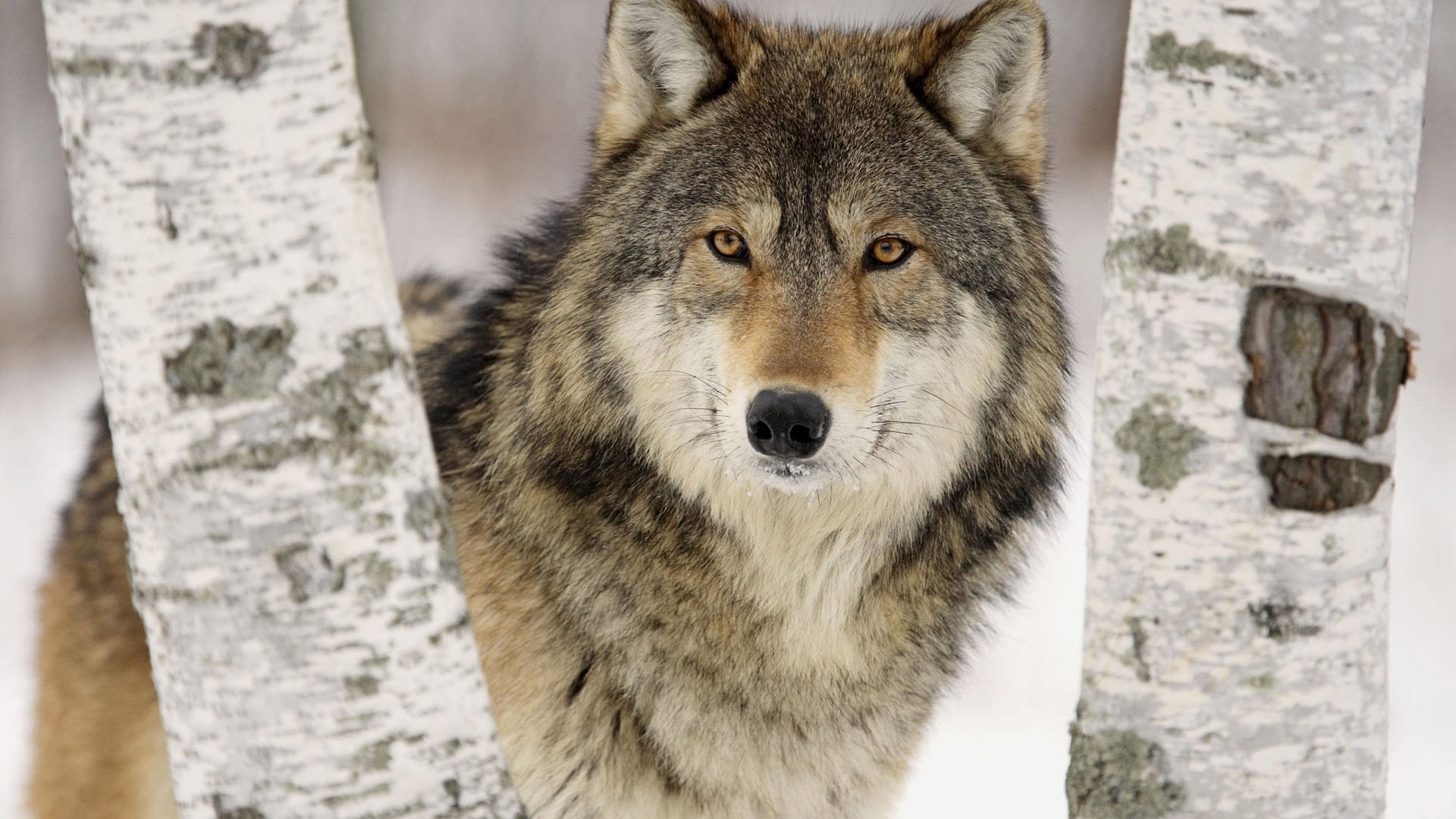 Animal Widescreen Wallpapers Collection (3) #1 - 1920x1080