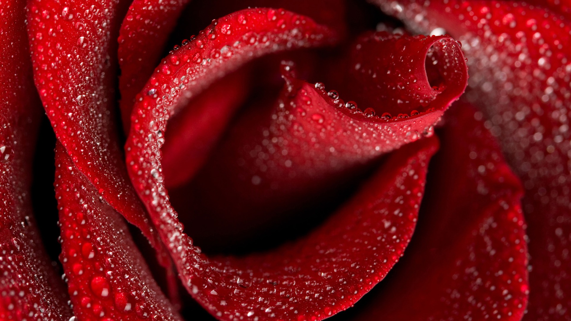 Large Rose Photo Wallpaper (4) #20 - 1920x1080