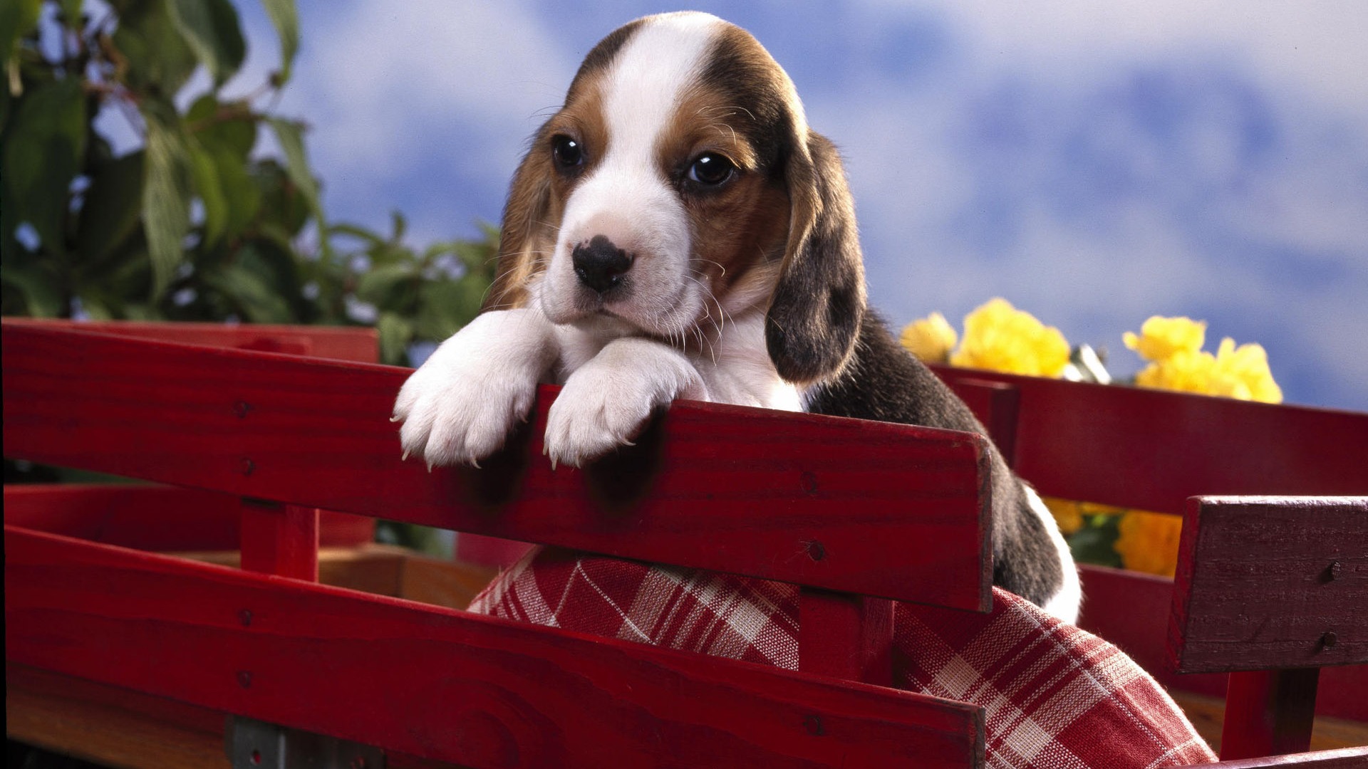 Puppy Photo HD Wallpaper (7) #17 - 1920x1080