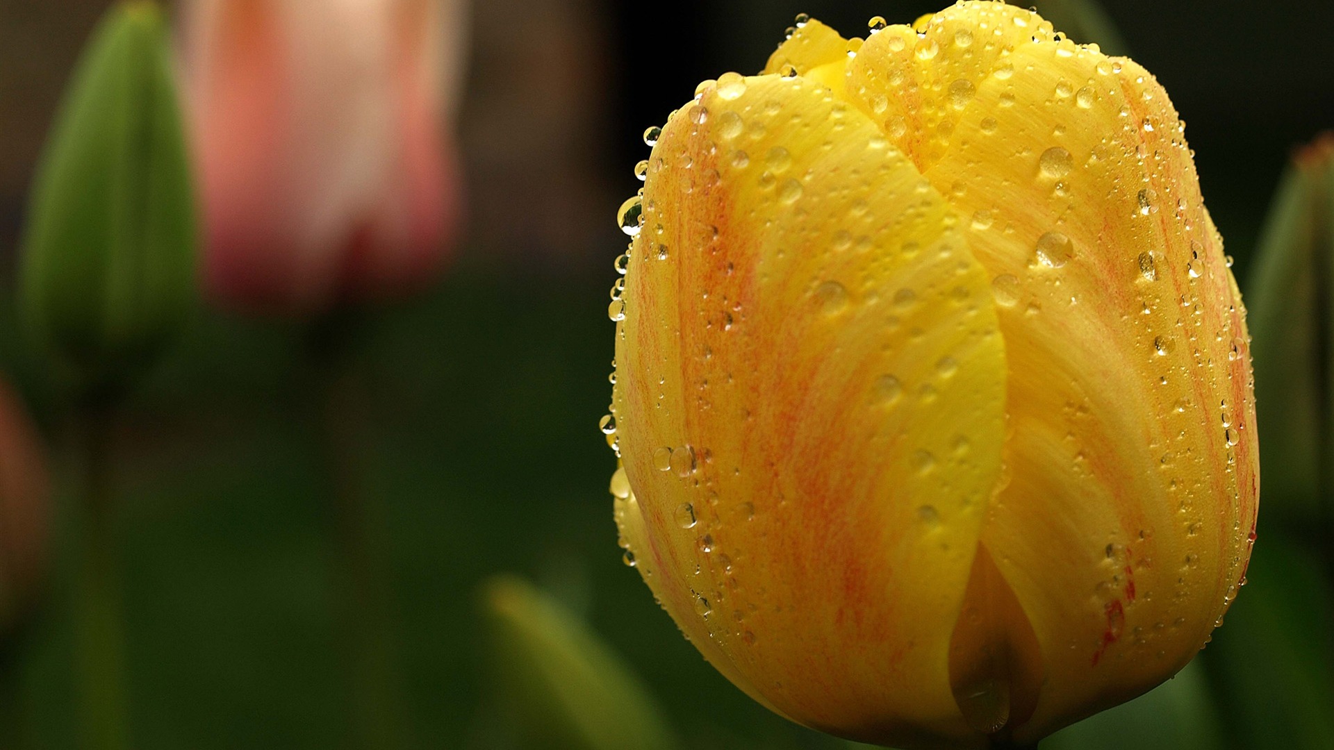 Large tulip wallpaper (1) #16 - 1920x1080