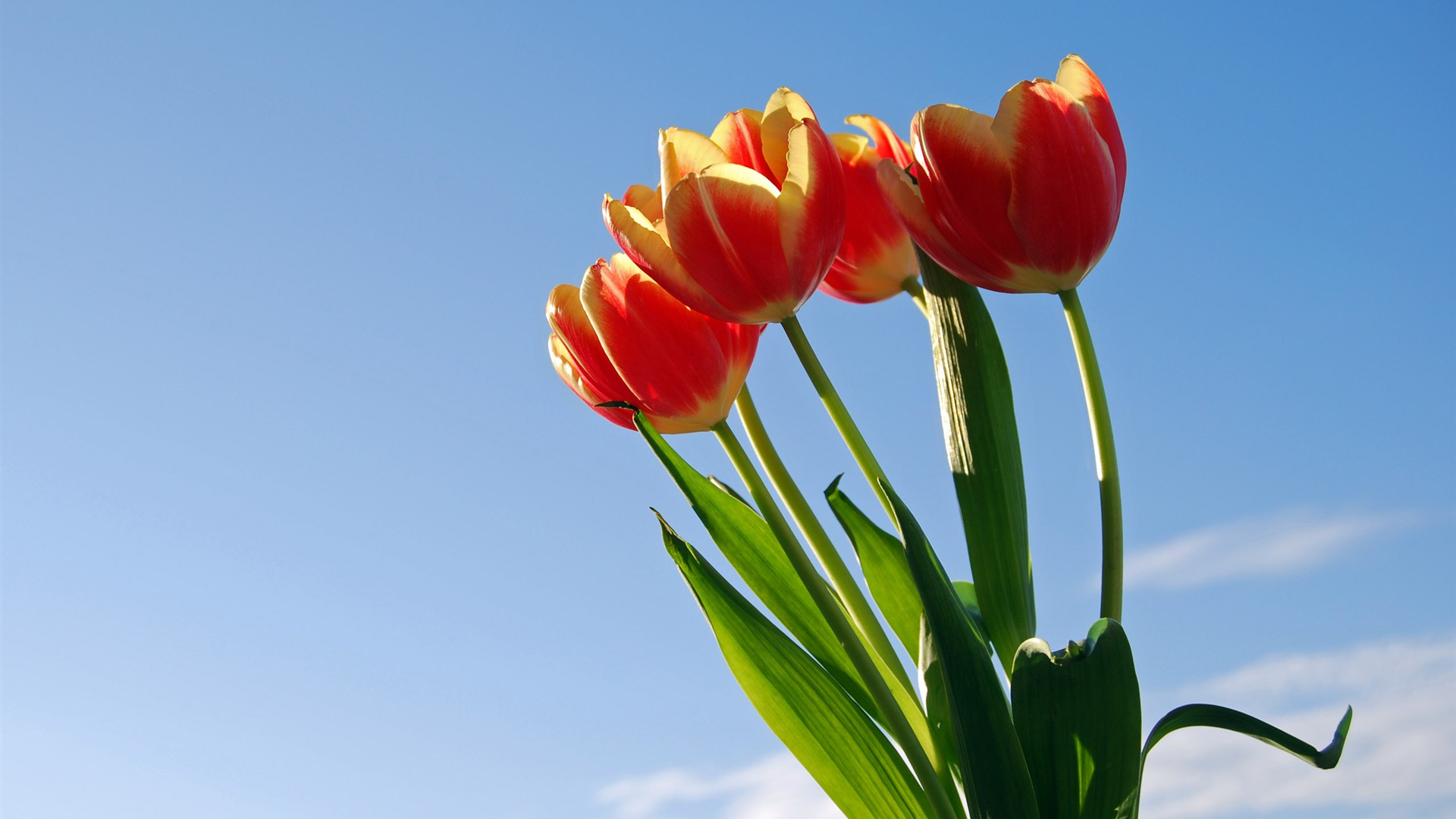 Velký tulipán tapety (1) #19 - 1920x1080