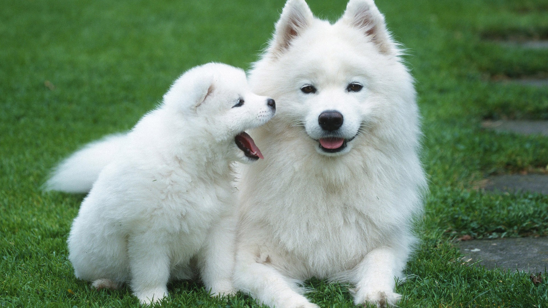 Puppy Foto HD Tapety na plochu (8) #13 - 1920x1080