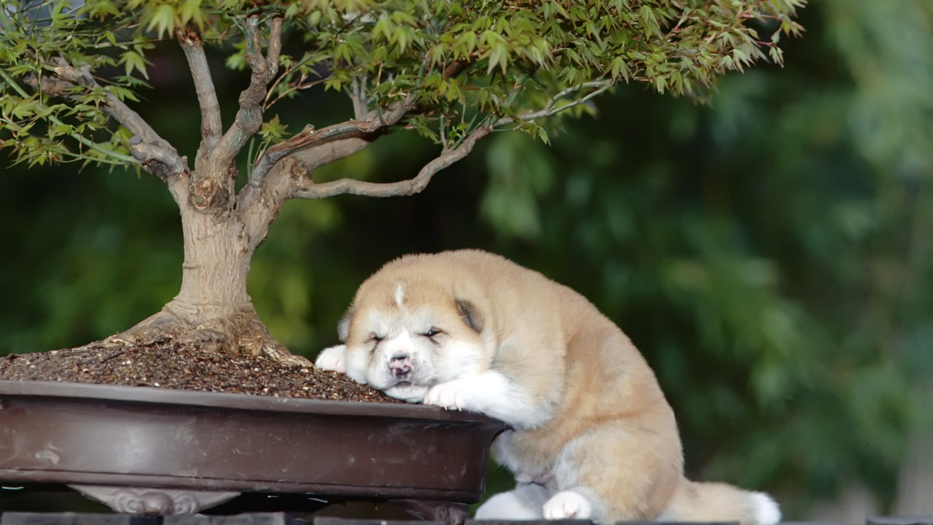 Puppy Photo HD Wallpaper (9) #11 - 1920x1080