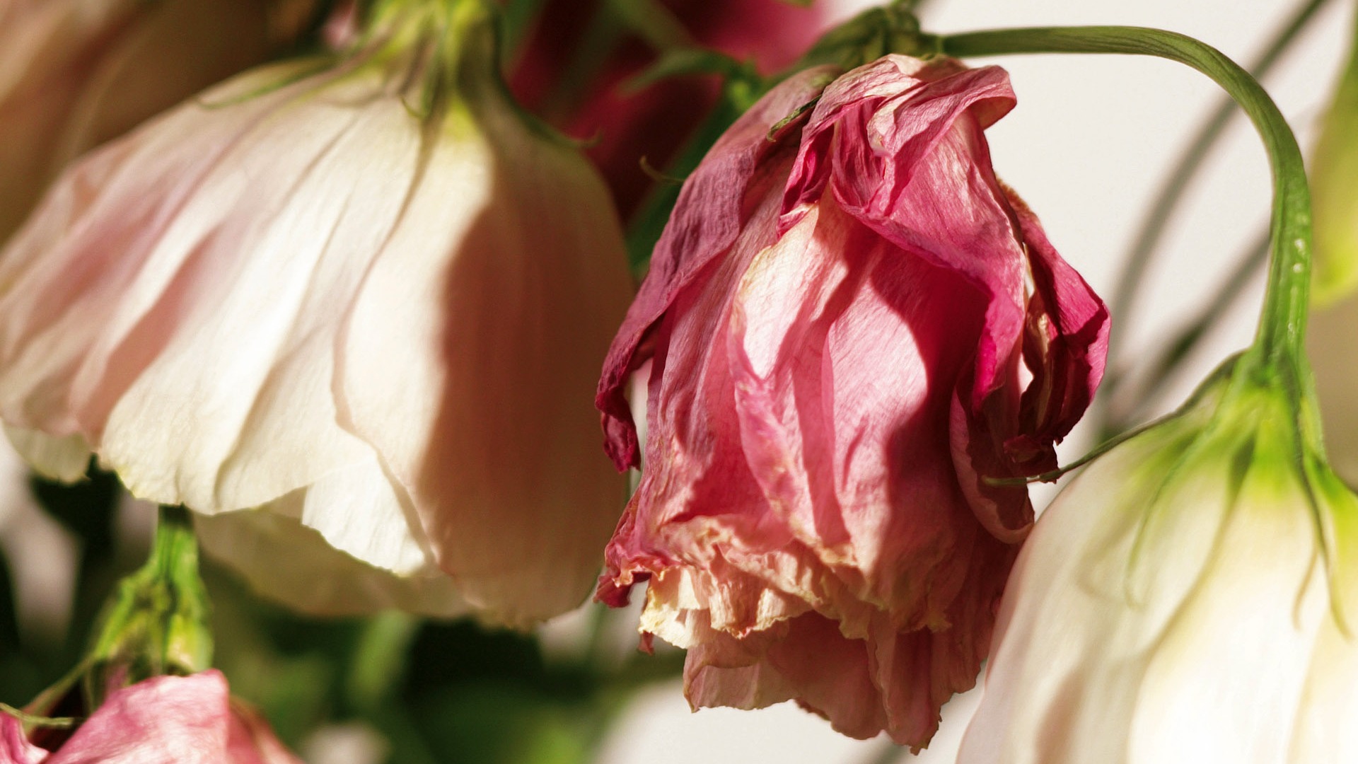 Širokoúhlý tapety květiny close-up (4) #3 - 1920x1080