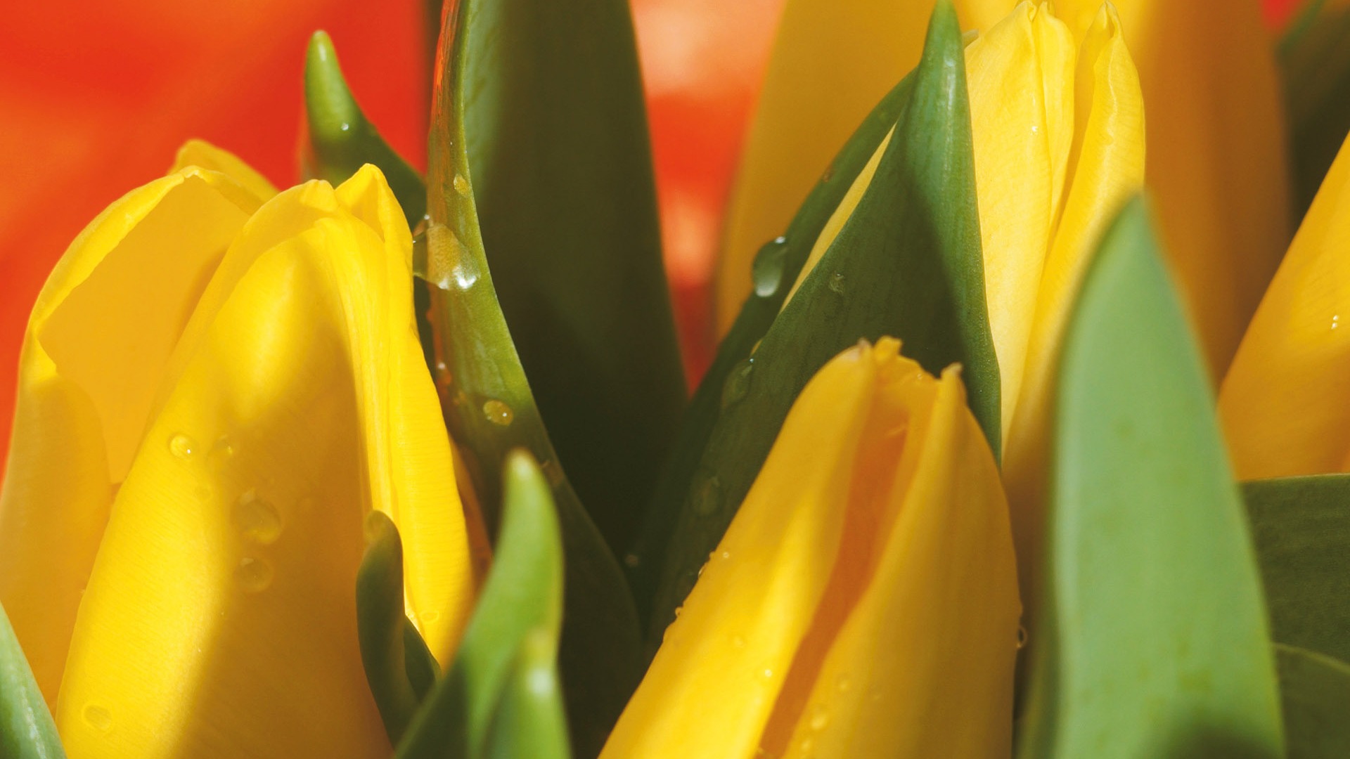 fleurs fond d'écran Widescreen close-up (4) #6 - 1920x1080