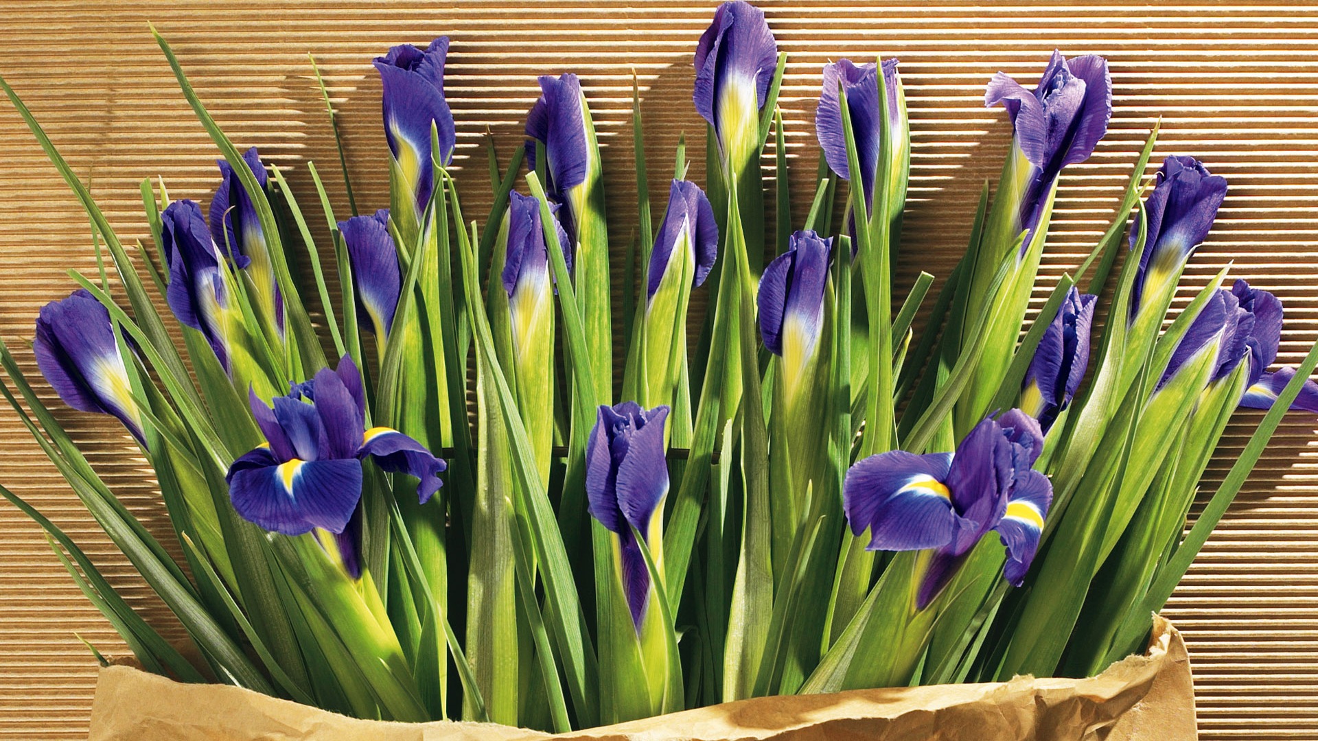 fondos de escritorio de flores con pantalla ancha de cerca (5) #3 - 1920x1080
