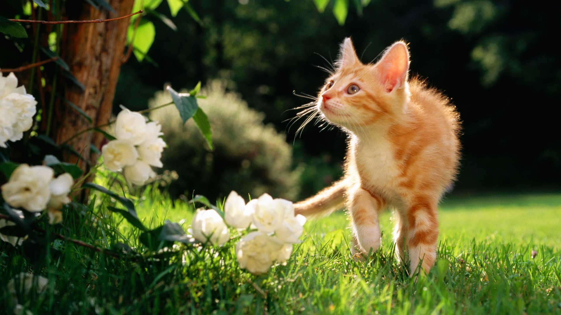 1920 Cat Foto Tapety (1) #3 - 1920x1080