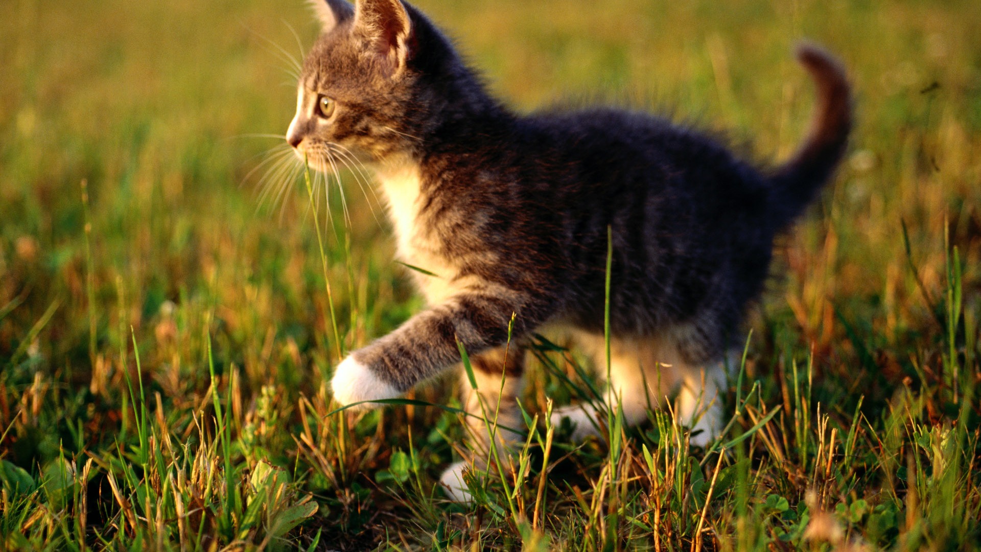 1920 Cat Foto Tapety (1) #15 - 1920x1080