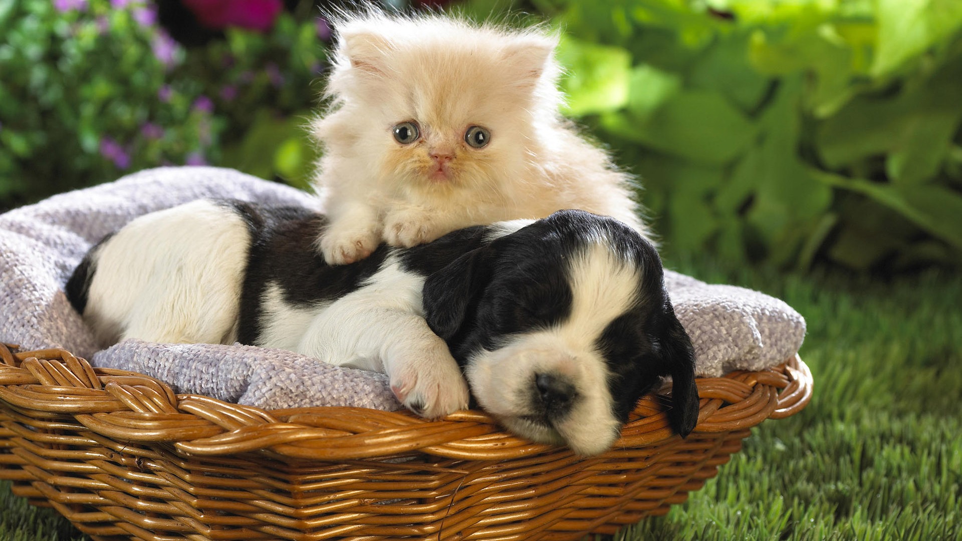1920 Cat Photo Wallpaper (3) #6 - 1920x1080