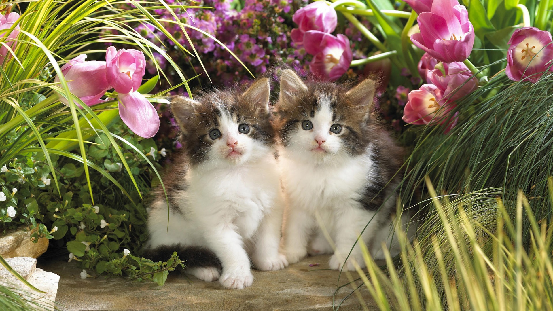 1920 Cat Photo Wallpaper (3) #18 - 1920x1080