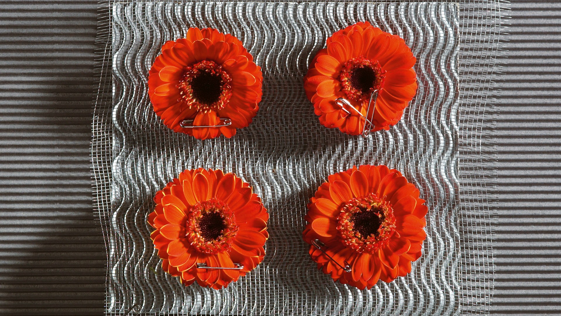 fleurs fond d'écran Widescreen close-up (6) #12 - 1920x1080