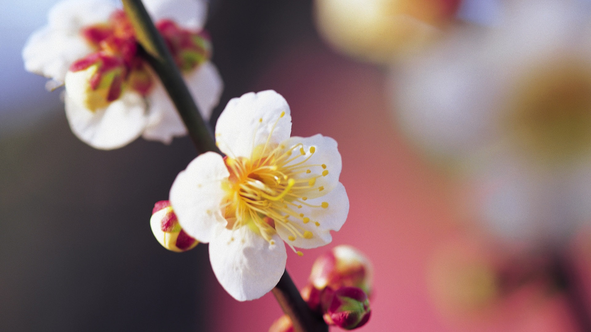 Widescreen wallpaper flowers close-up (7) #17 - 1920x1080