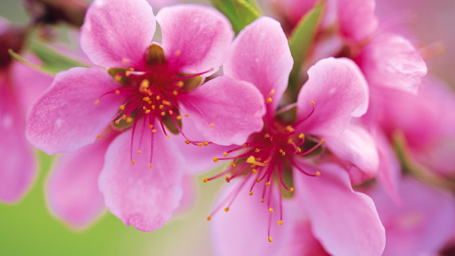 寬屏鮮花特寫 壁紙(九) #4 - 1920x1080