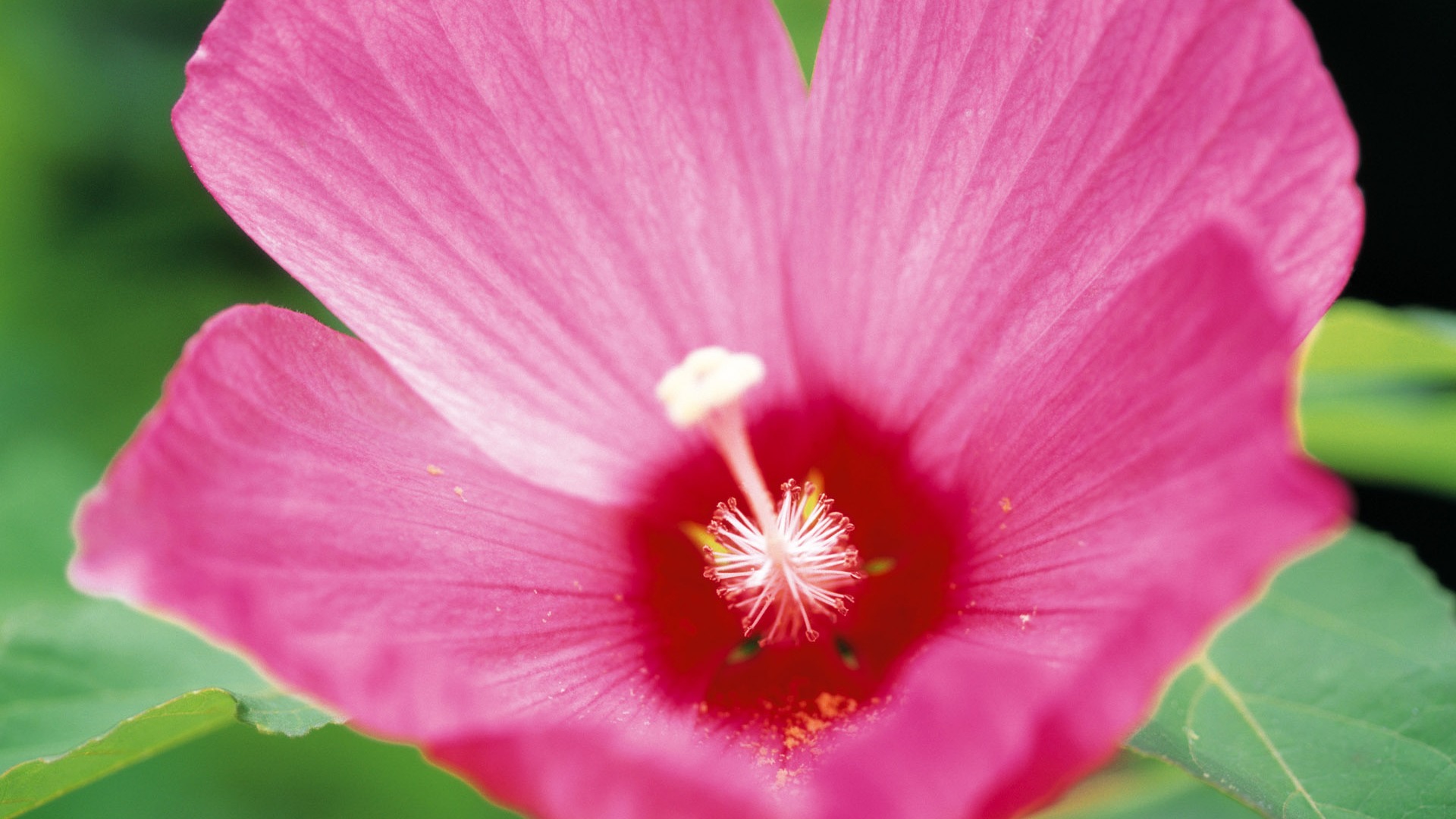 fleurs fond d'écran Widescreen close-up (10) #1 - 1920x1080