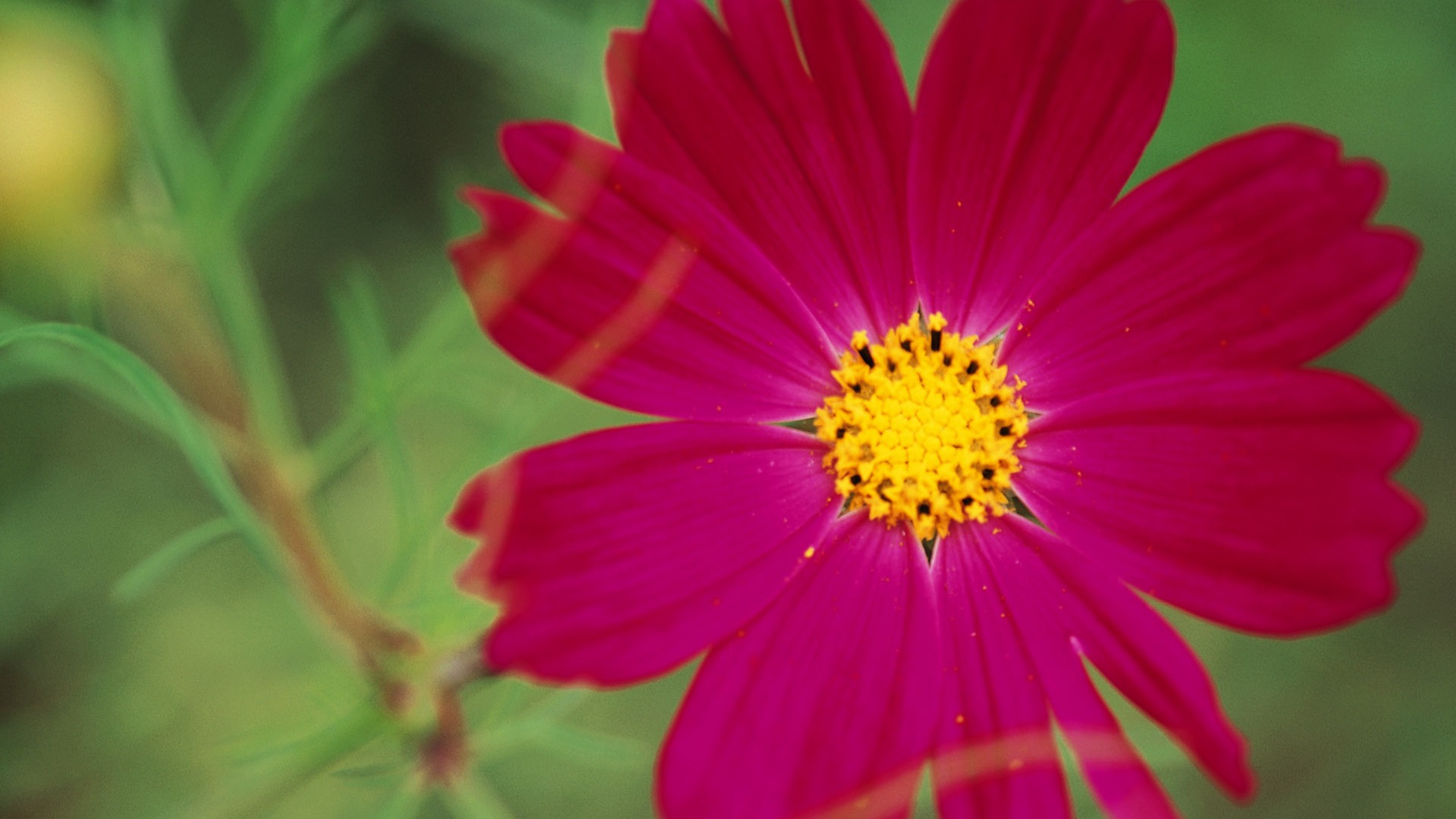 fleurs fond d'écran Widescreen close-up (10) #17 - 1920x1080