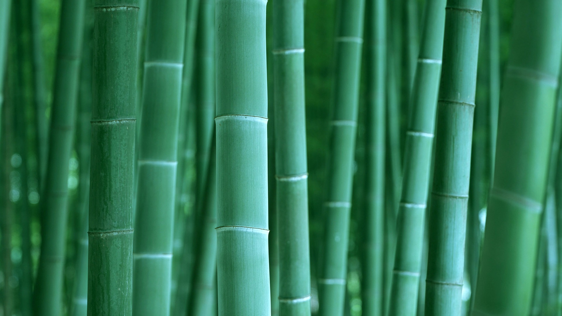 Green Bambus Tapeten Alben #2 - 1920x1080