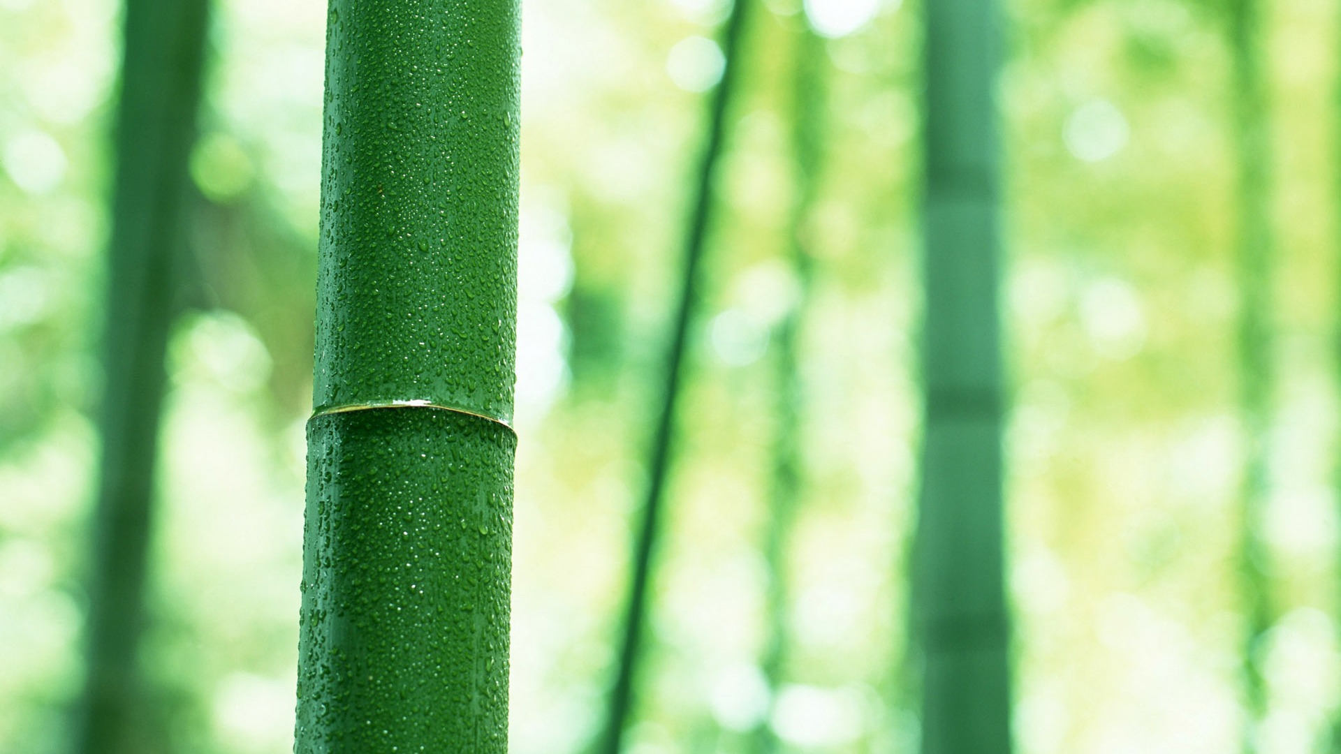 Verde álbumes fondo de pantalla de bambú #3 - 1920x1080