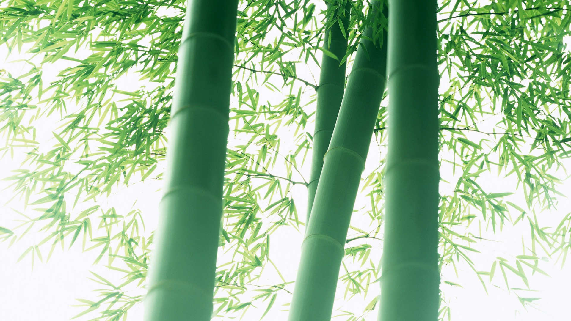 Green bamboo wallpaper albums #7 - 1920x1080