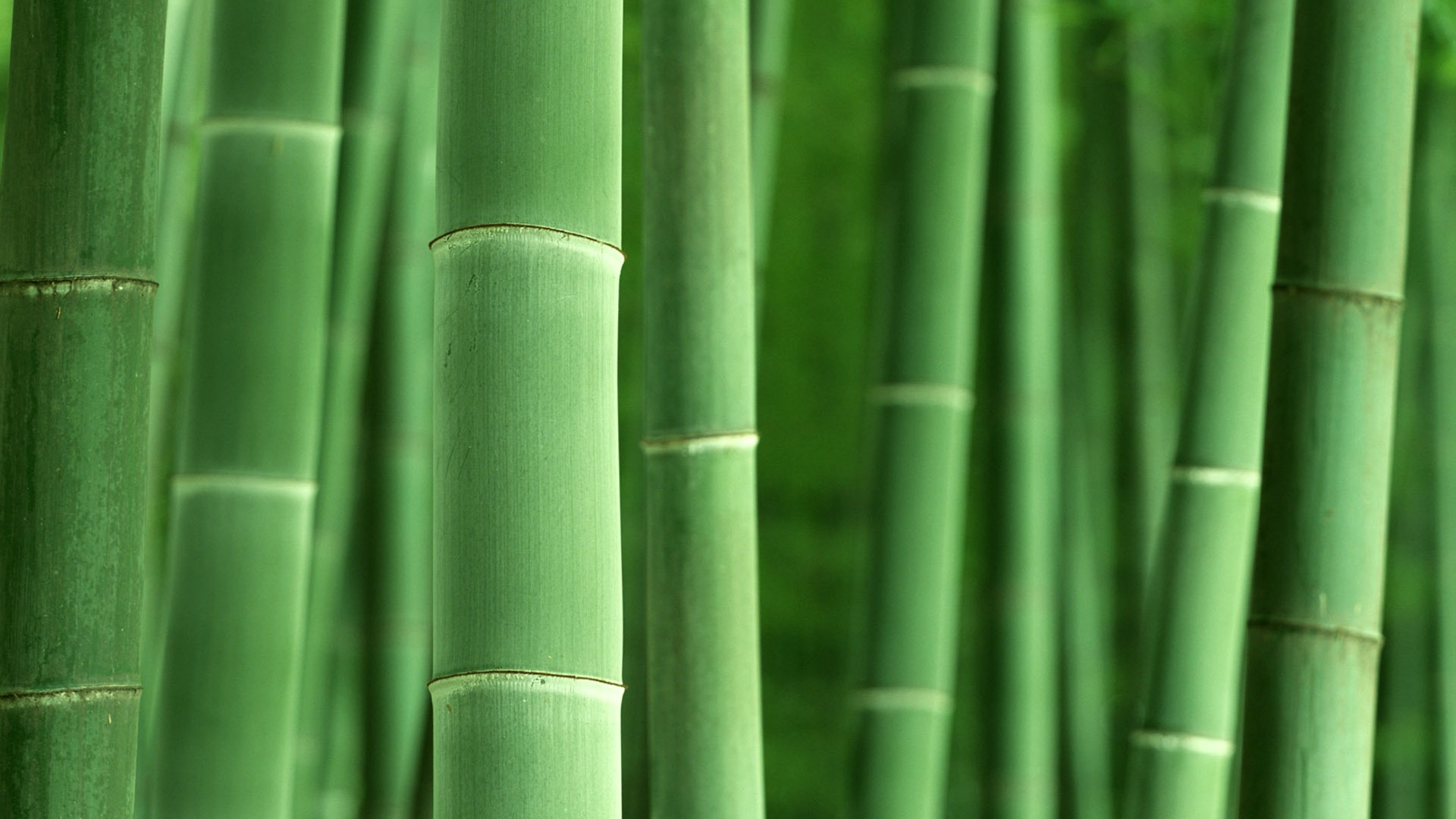 Green bamboo wallpaper albums #8 - 1920x1080
