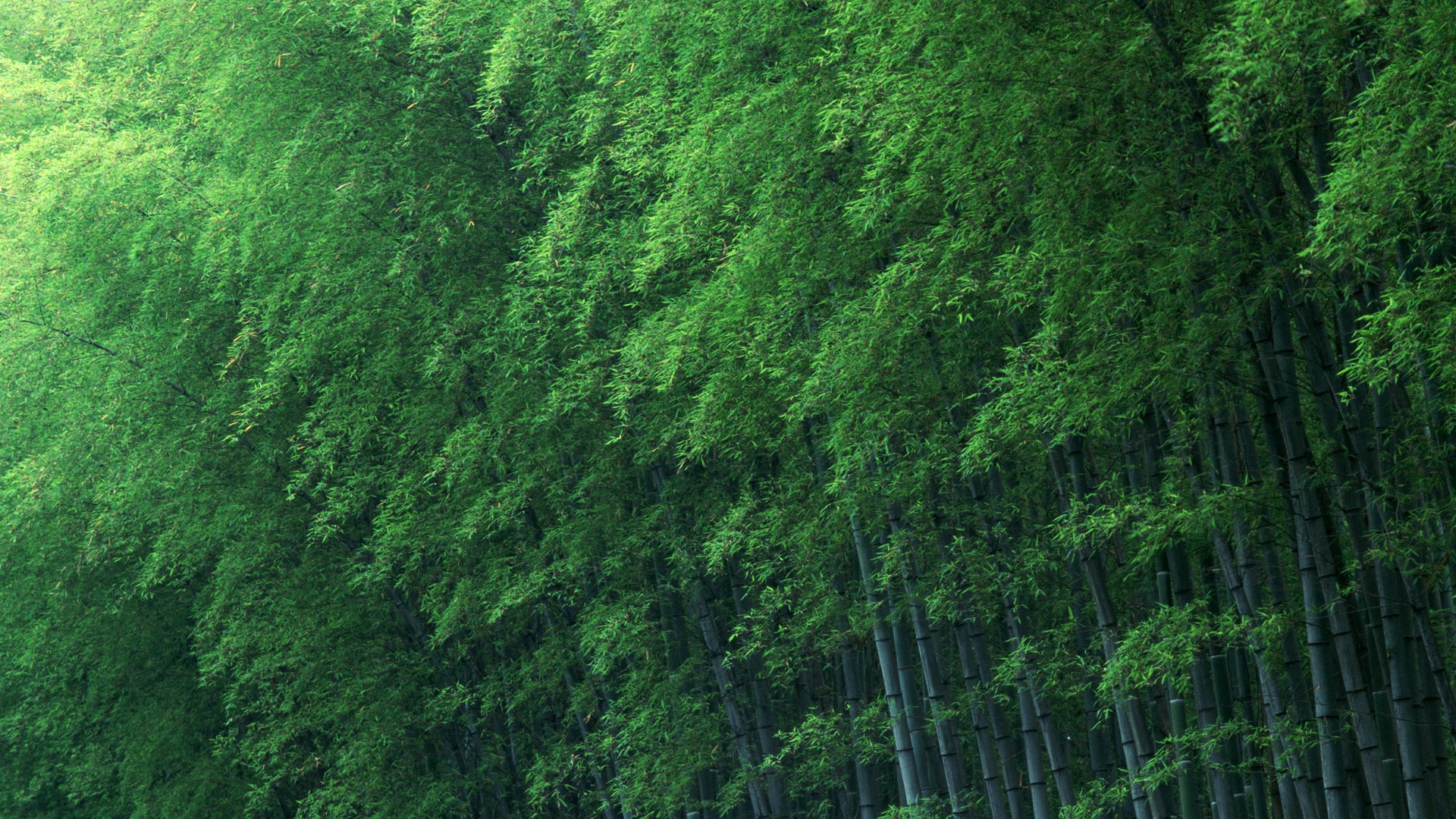 Green bamboo wallpaper albums #12 - 1920x1080