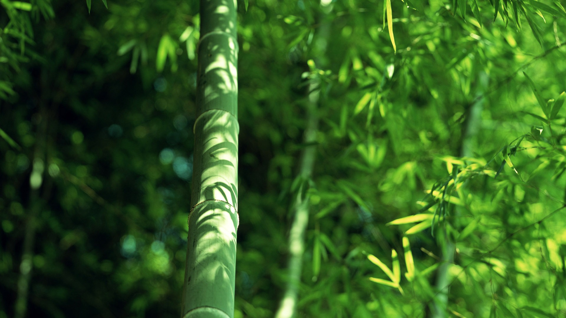 Zelené bambusové tapety alba #14 - 1920x1080