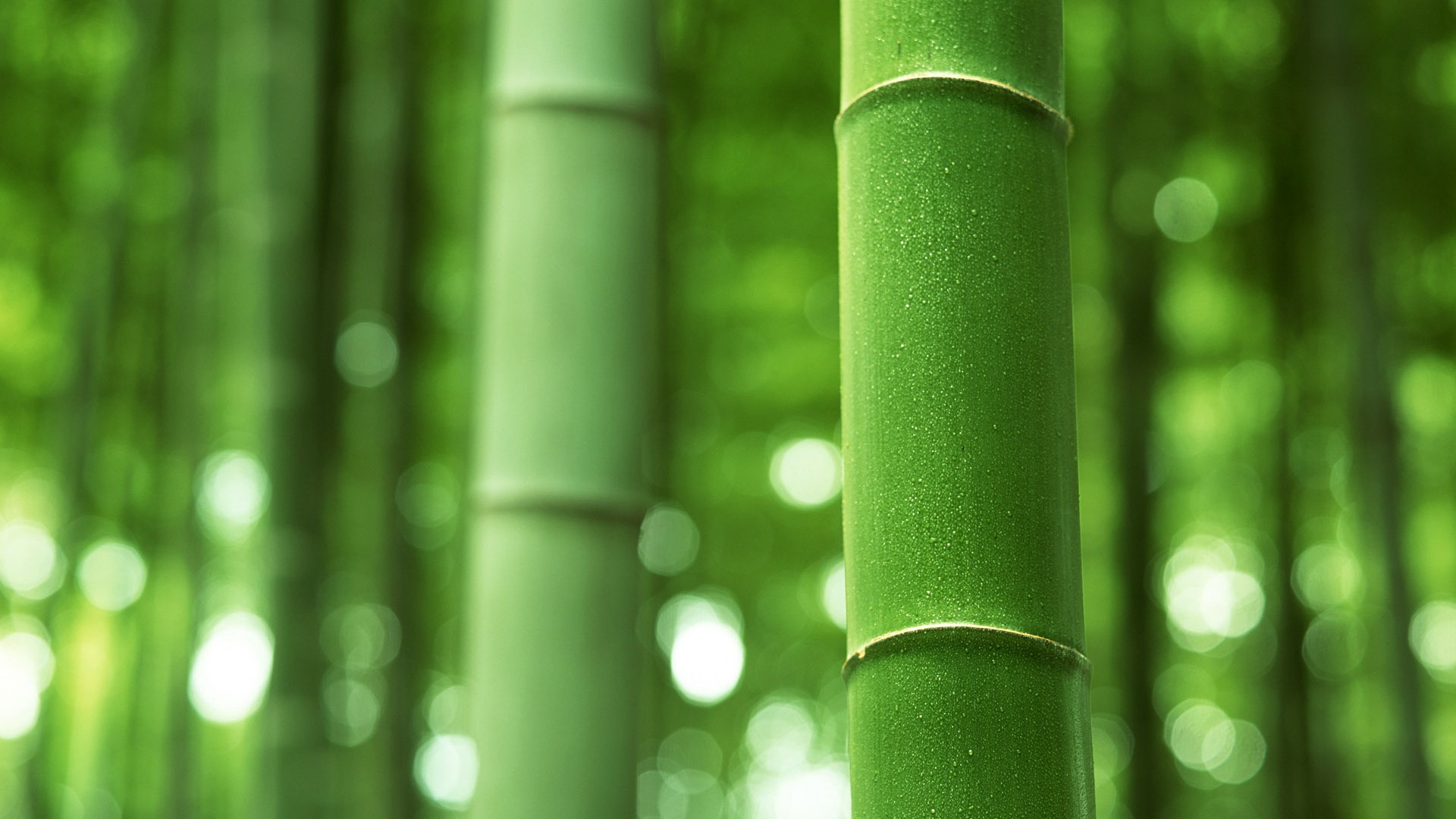 Green bamboo wallpaper albums #15 - 1920x1080