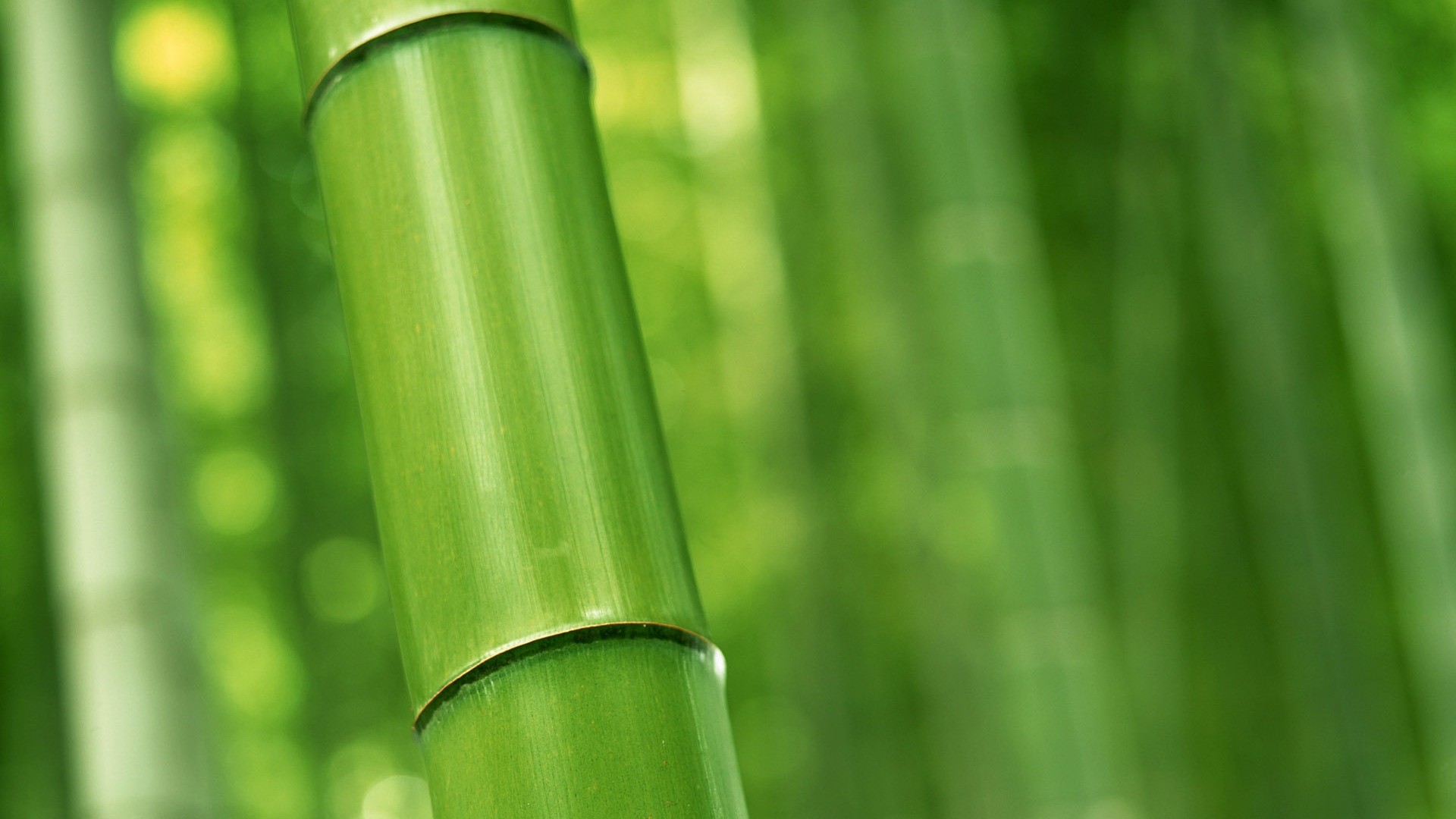 Green bamboo wallpaper albums #16 - 1920x1080