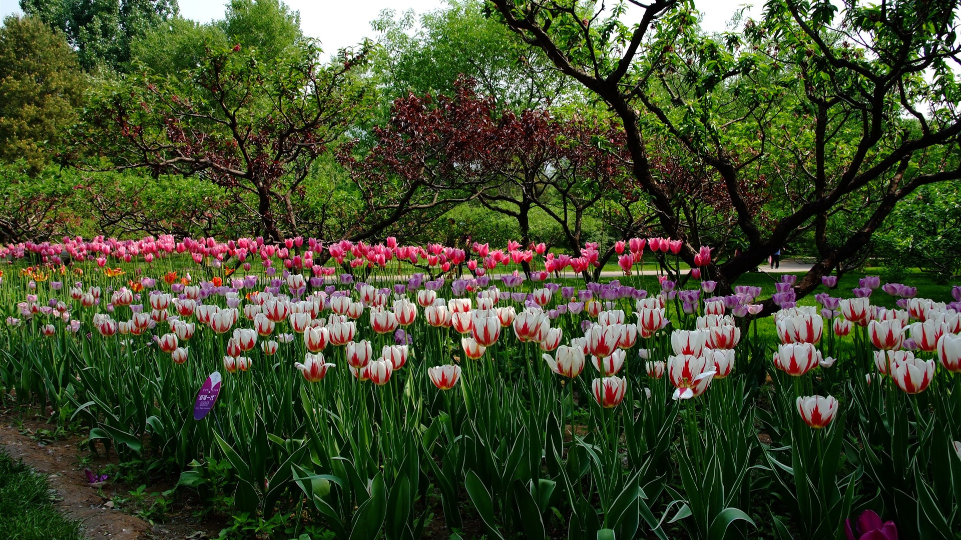 Xiangshan jardín principios del verano (obras barras de refuerzo) #4 - 1920x1080