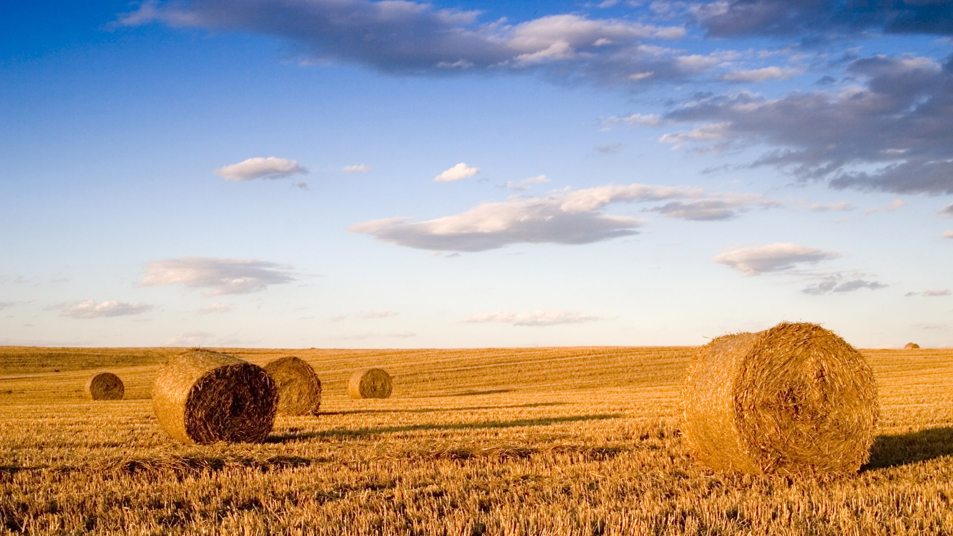 Wheat wallpaper (3) #6 - 1920x1080