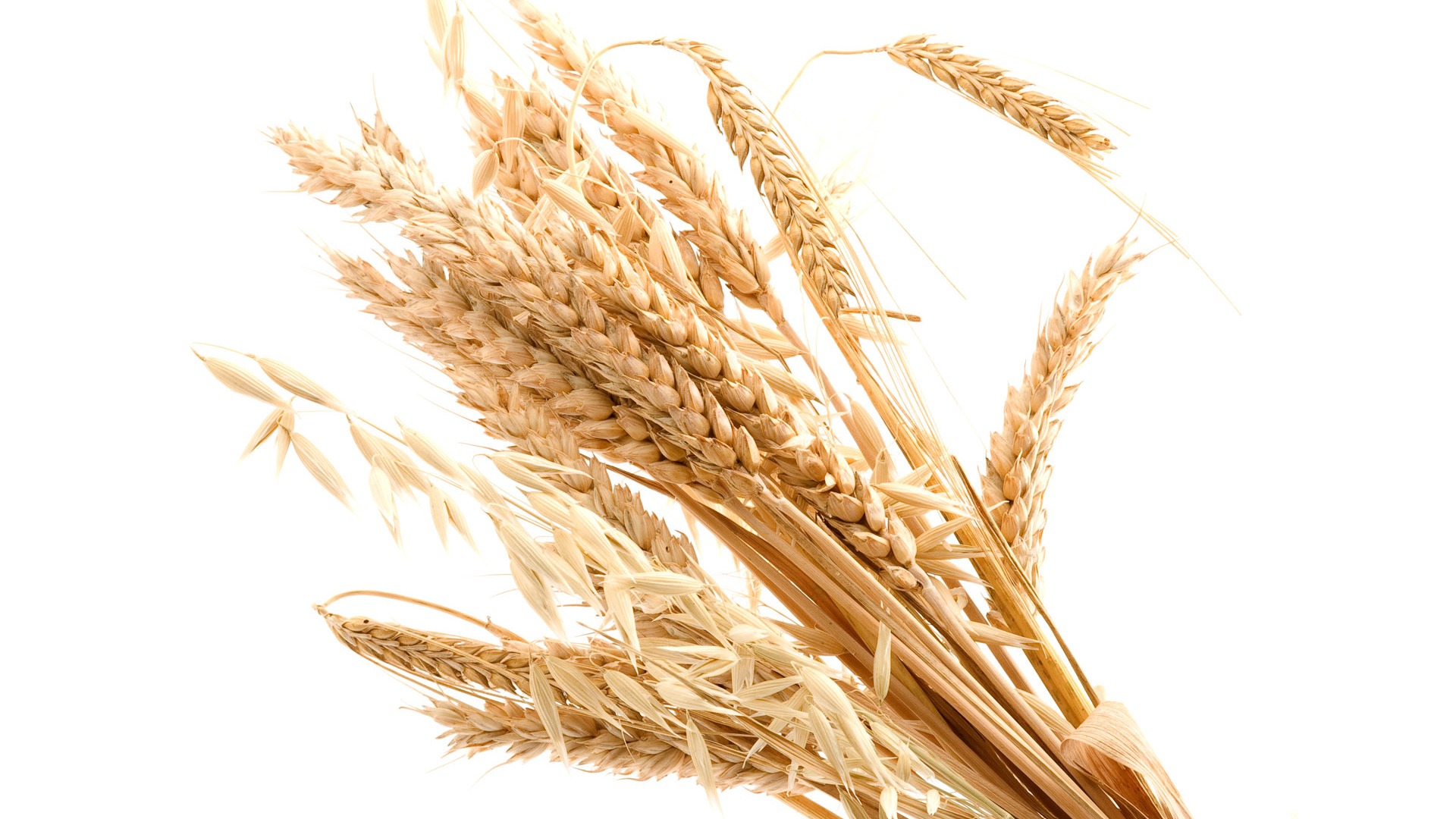 Fond d'écran du blé (3) #15 - 1920x1080