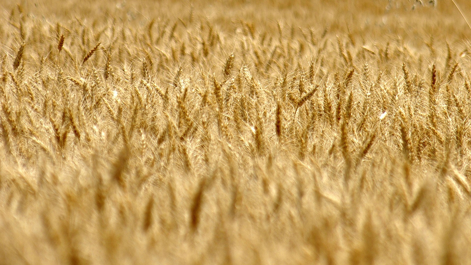 Fond d'écran du blé (3) #18 - 1920x1080
